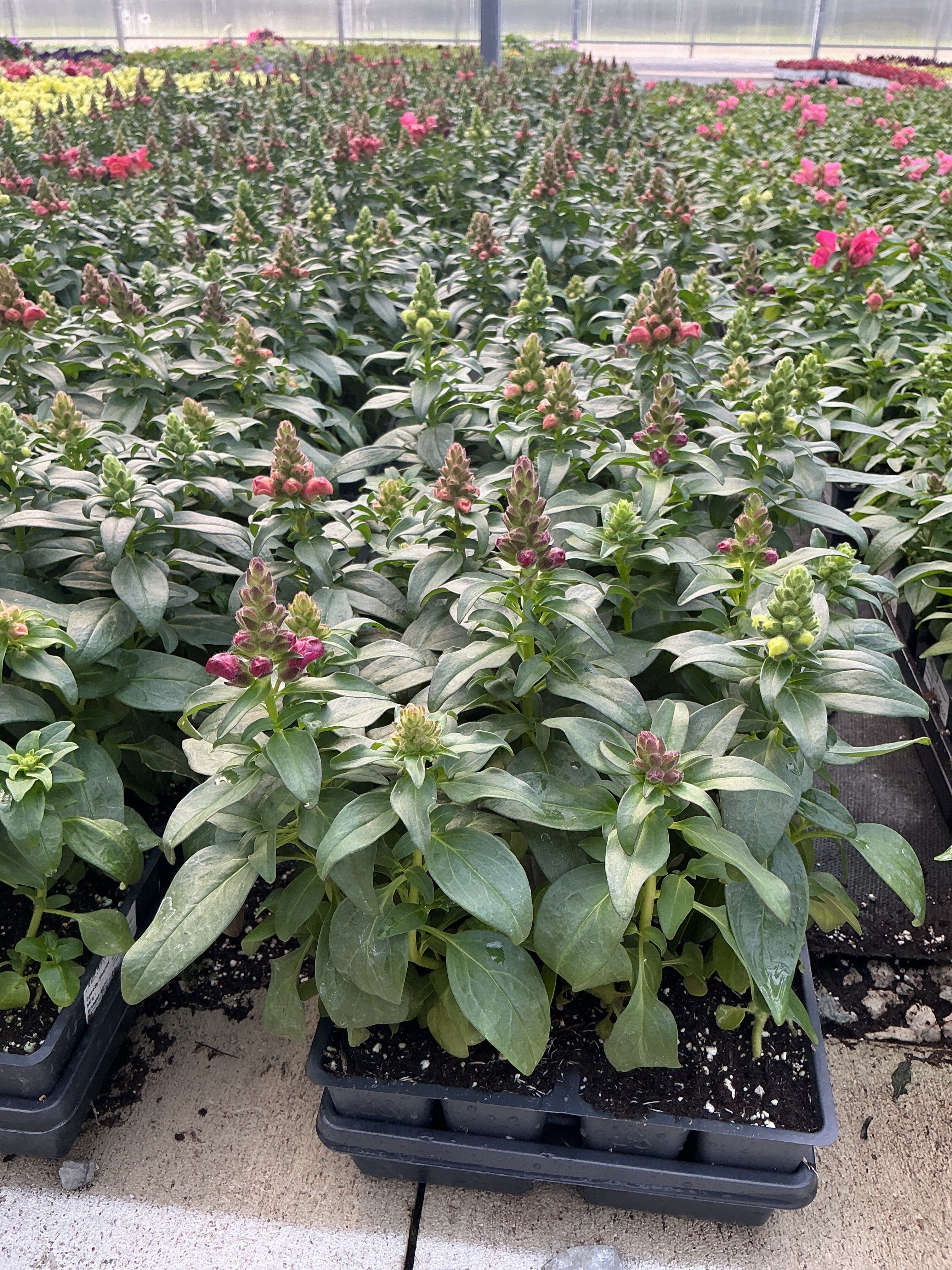 Snapdragon Speedy Sonnet Mix - 4 Pack Annual