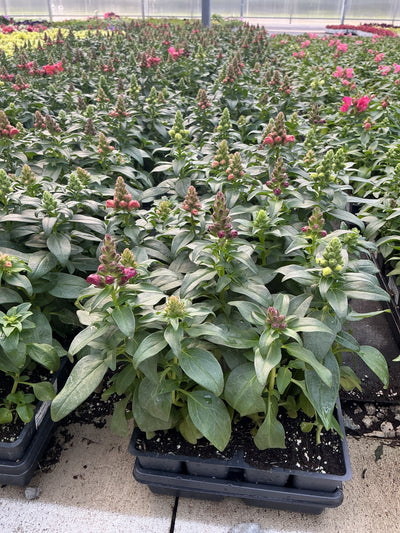 Snapdragon Speedy Sonnet Mix - 4 Pack Annual