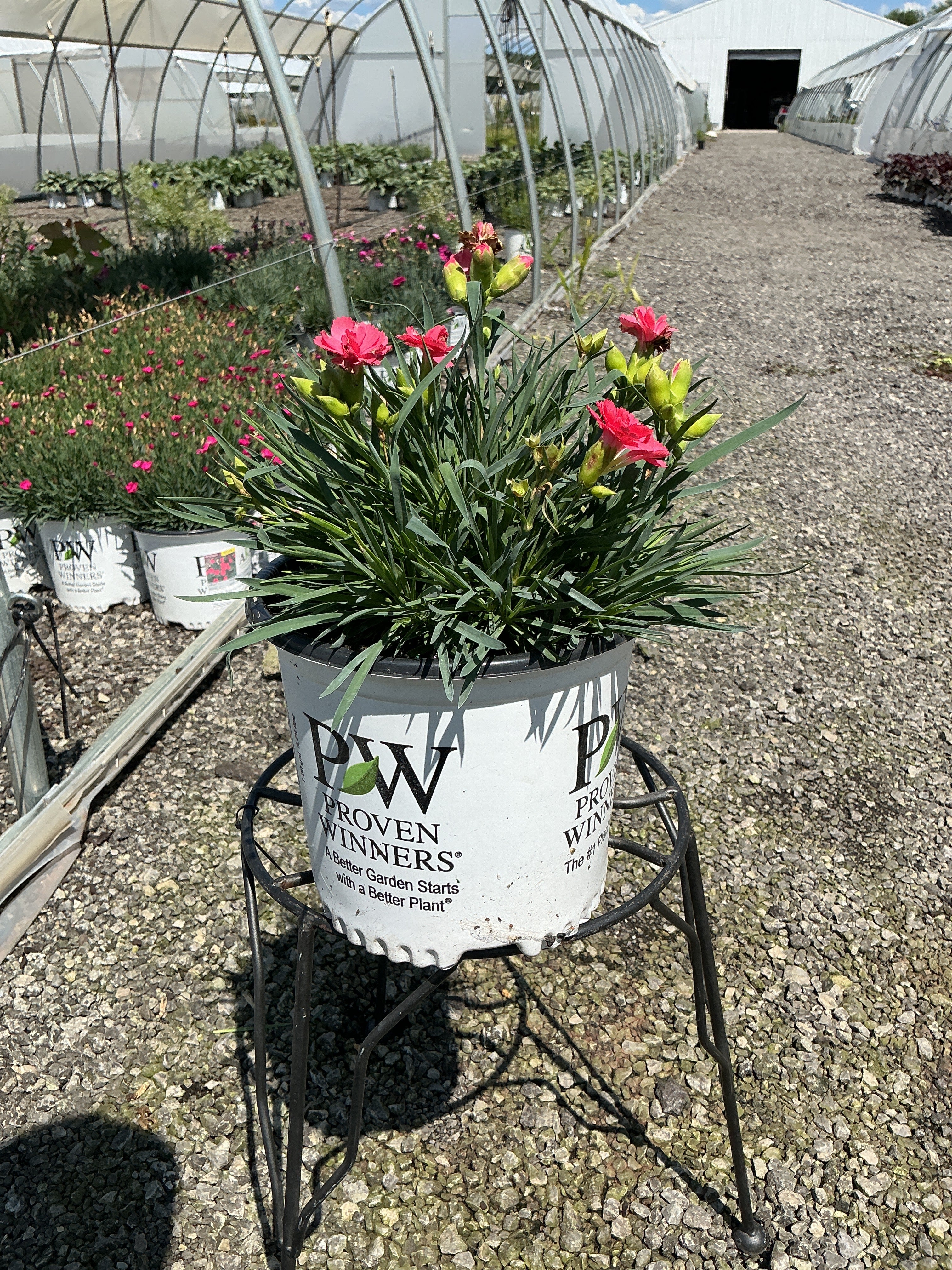Dianthus Pinks Fruit Punch Classic Coral - 6" Perennial