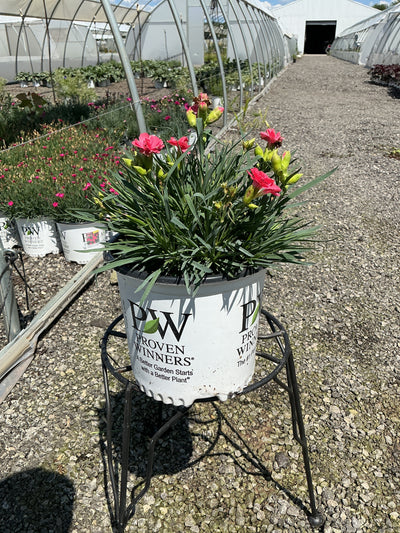 Dianthus Pinks Fruit Punch Classic Coral - 6" Perennial