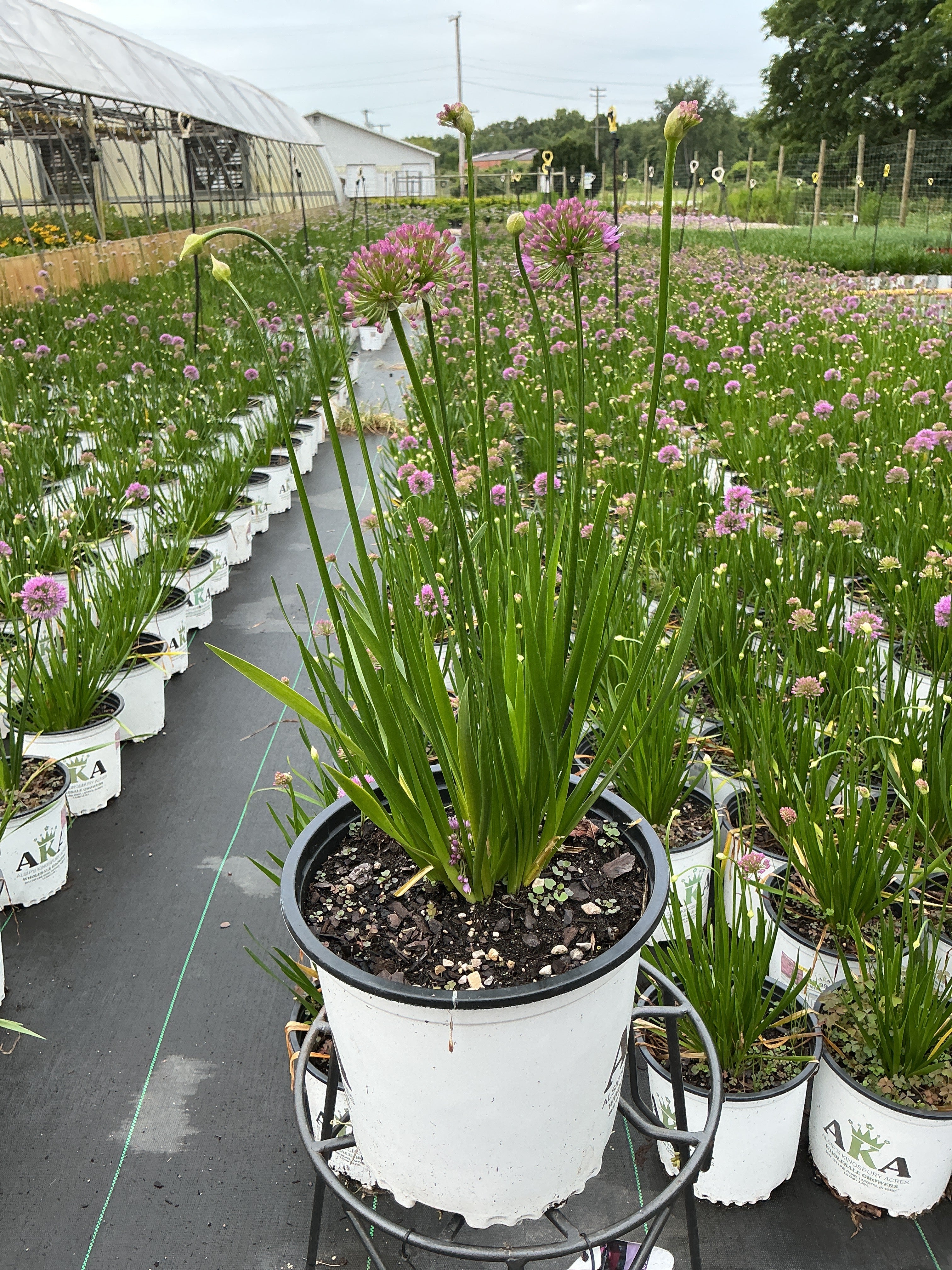 Allium Millenium