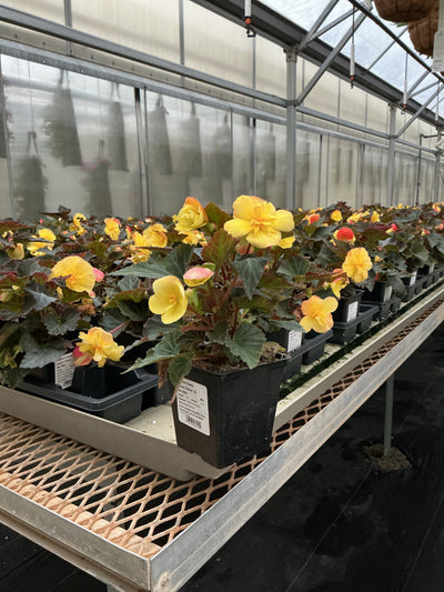 Begonia iCandy Lemon Yellow - 4.5" Potted Begonia