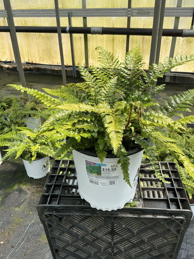 Polystichum Korean Tassel Fern Polyblepharum tassel fern