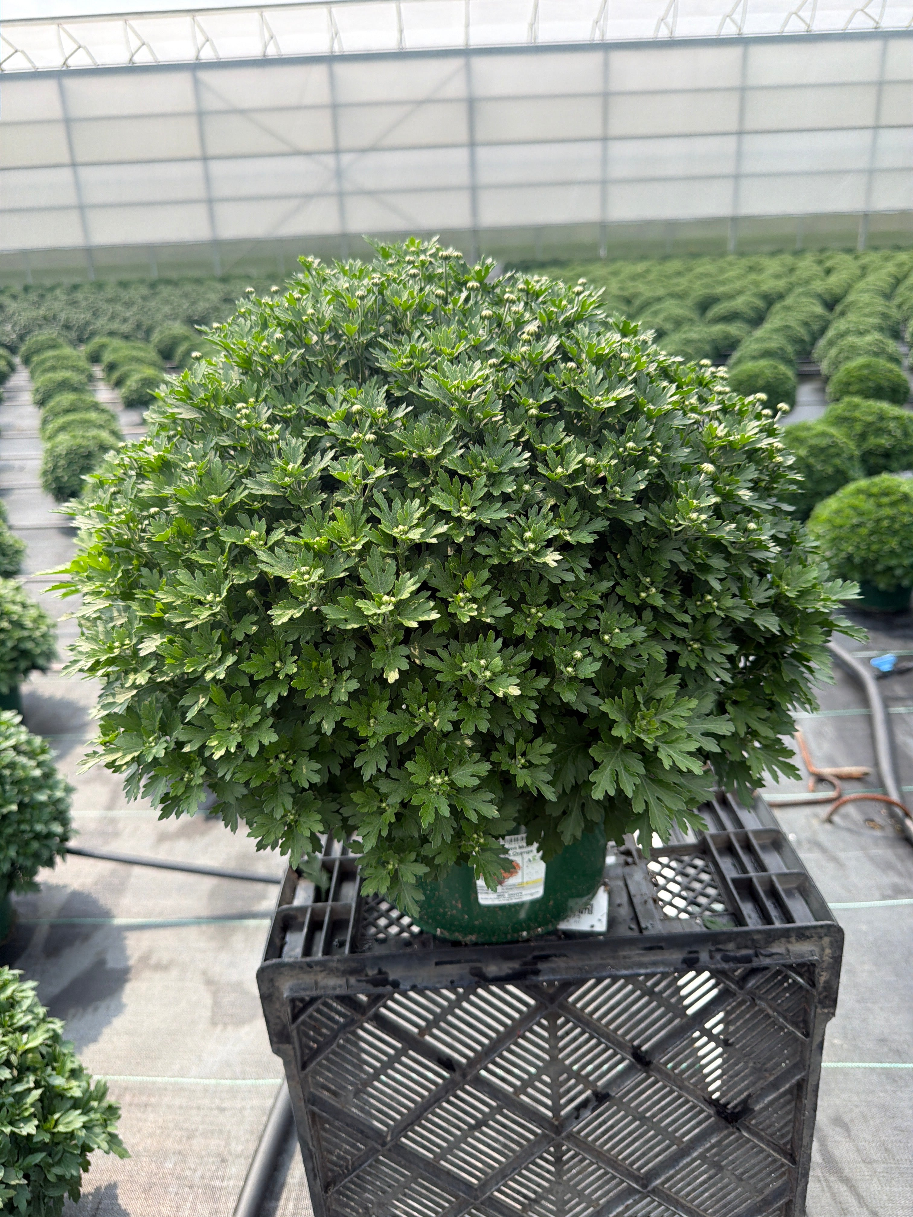 Beatrice Orange New - 9"x6" Potted Garden Mum