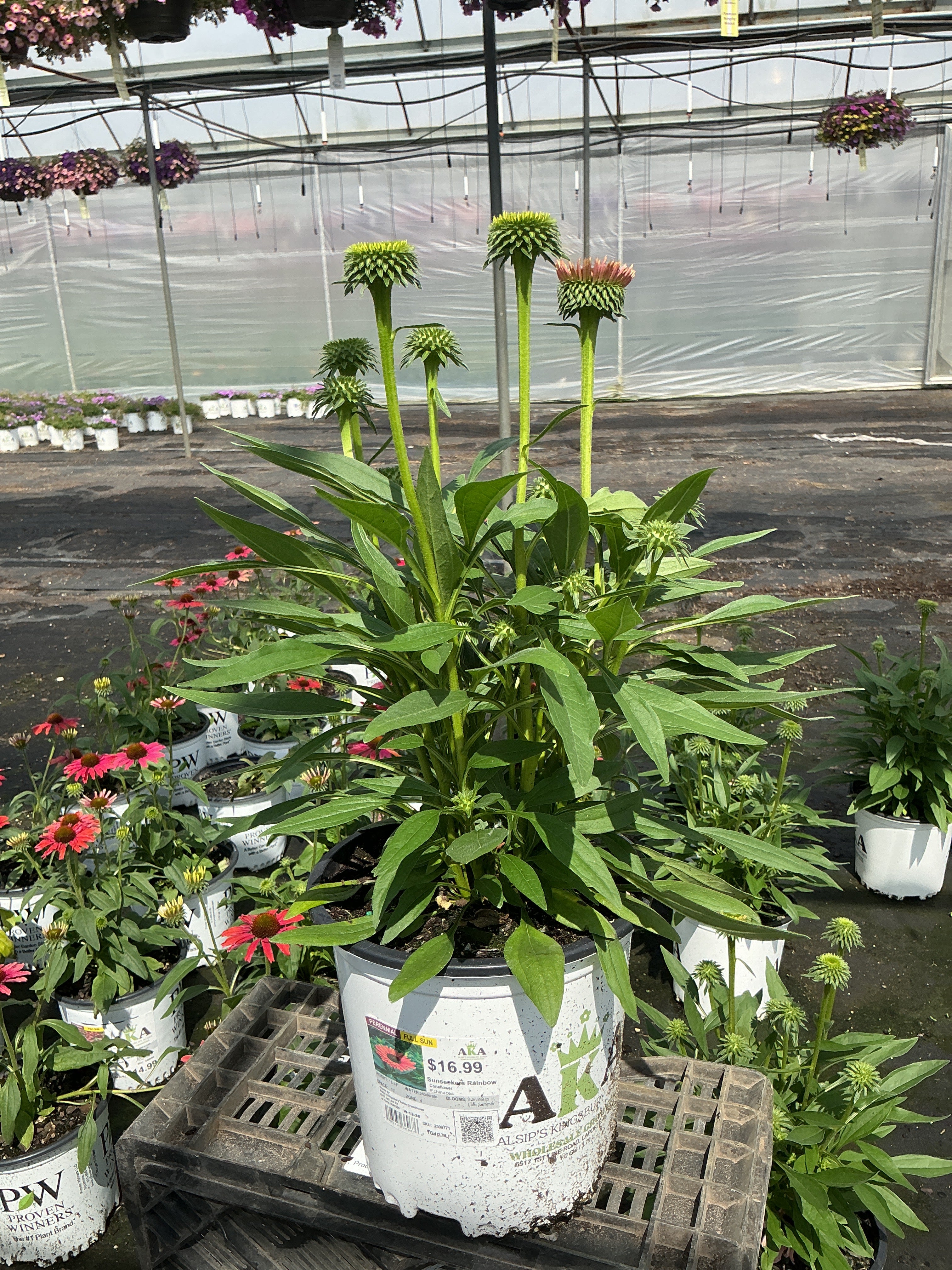 Echinacea Coneflower Sunseekers Rainbow