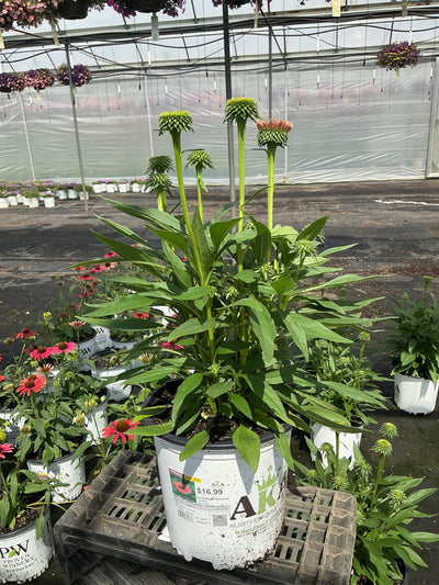 Echinacea Coneflower Sunseekers Rainbow