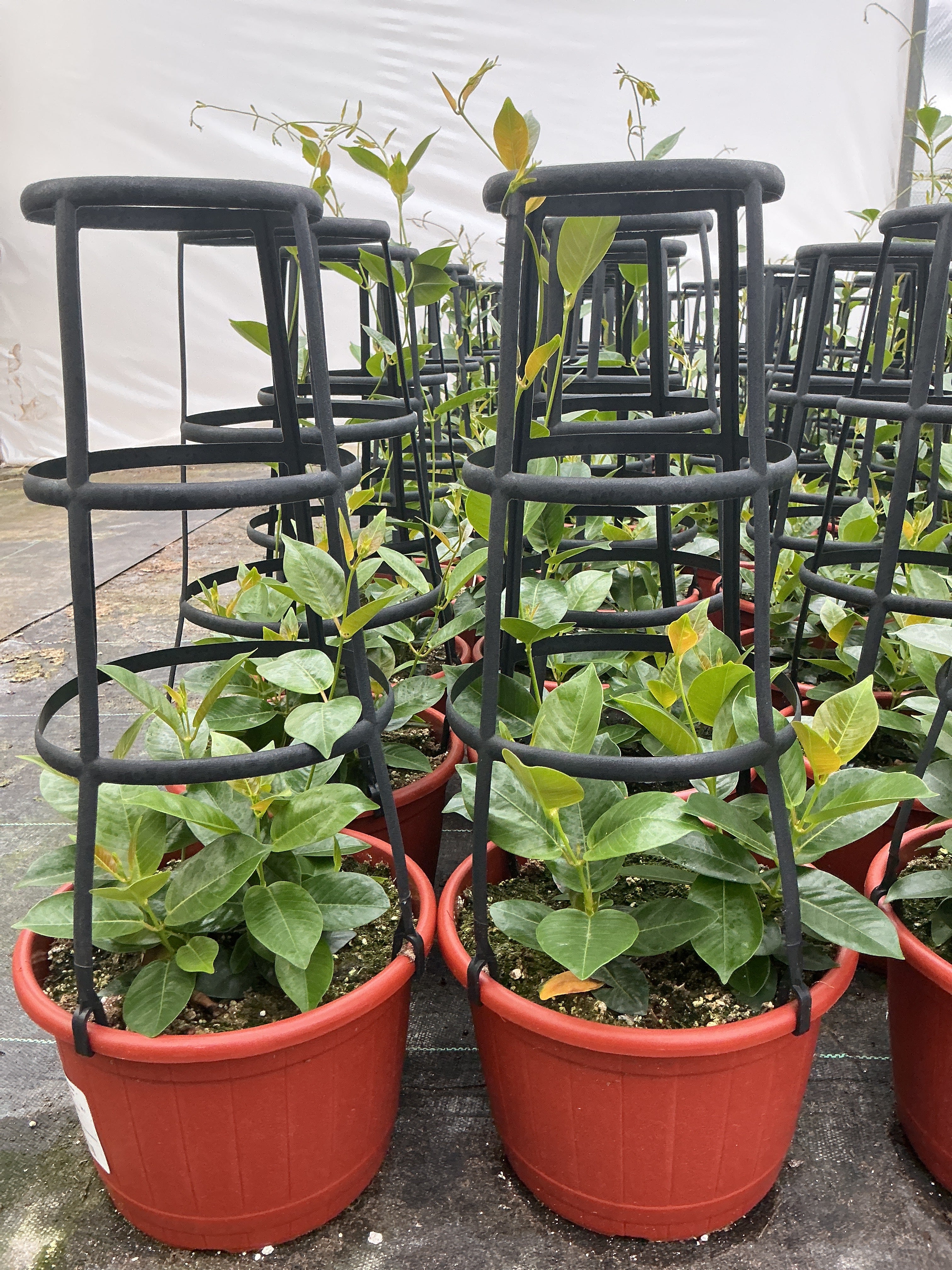 Dipladenia Madinia Maximo Light Pink - 9" Trellis Planter