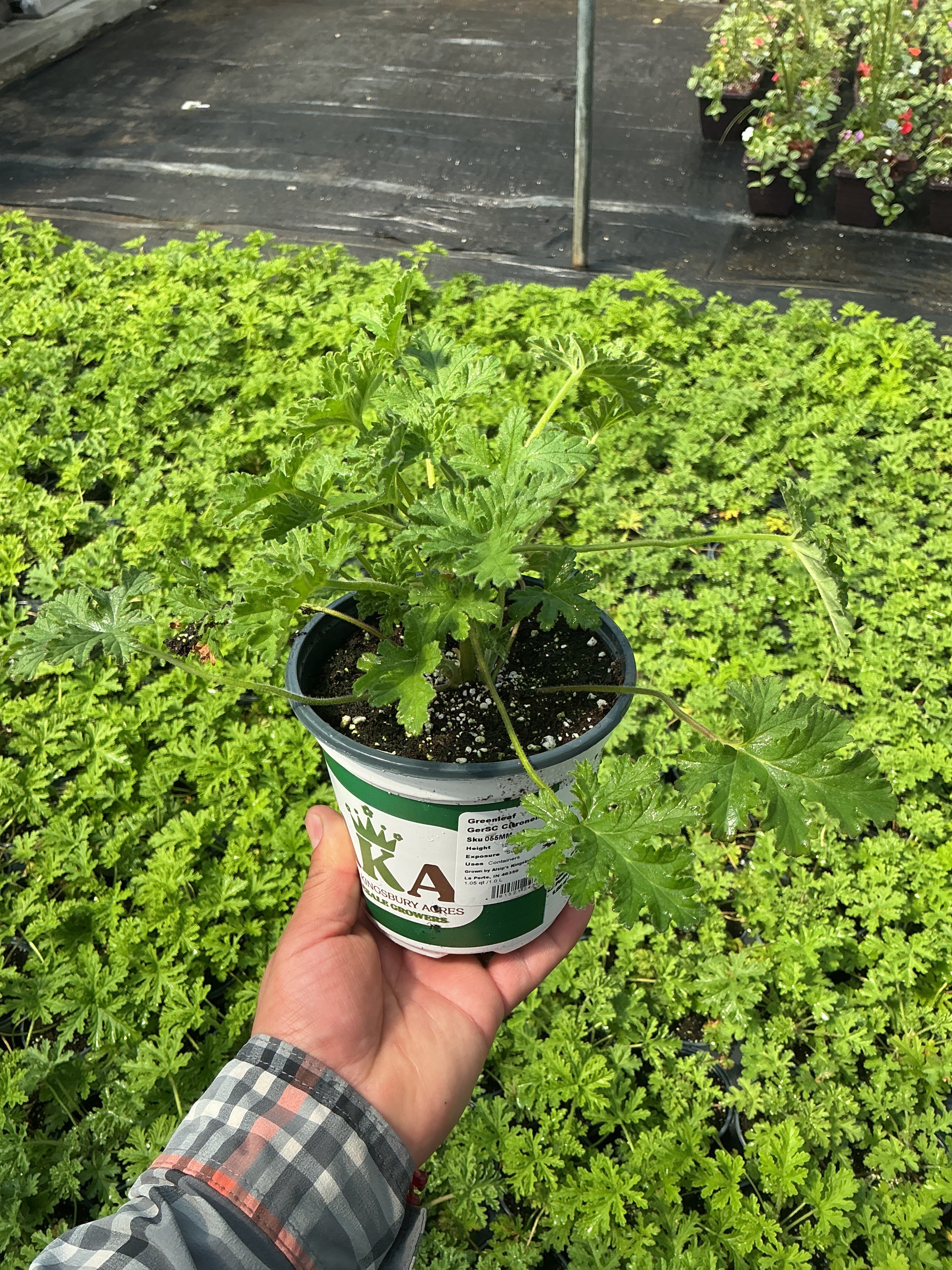 Citronella - 5" Premium Annual