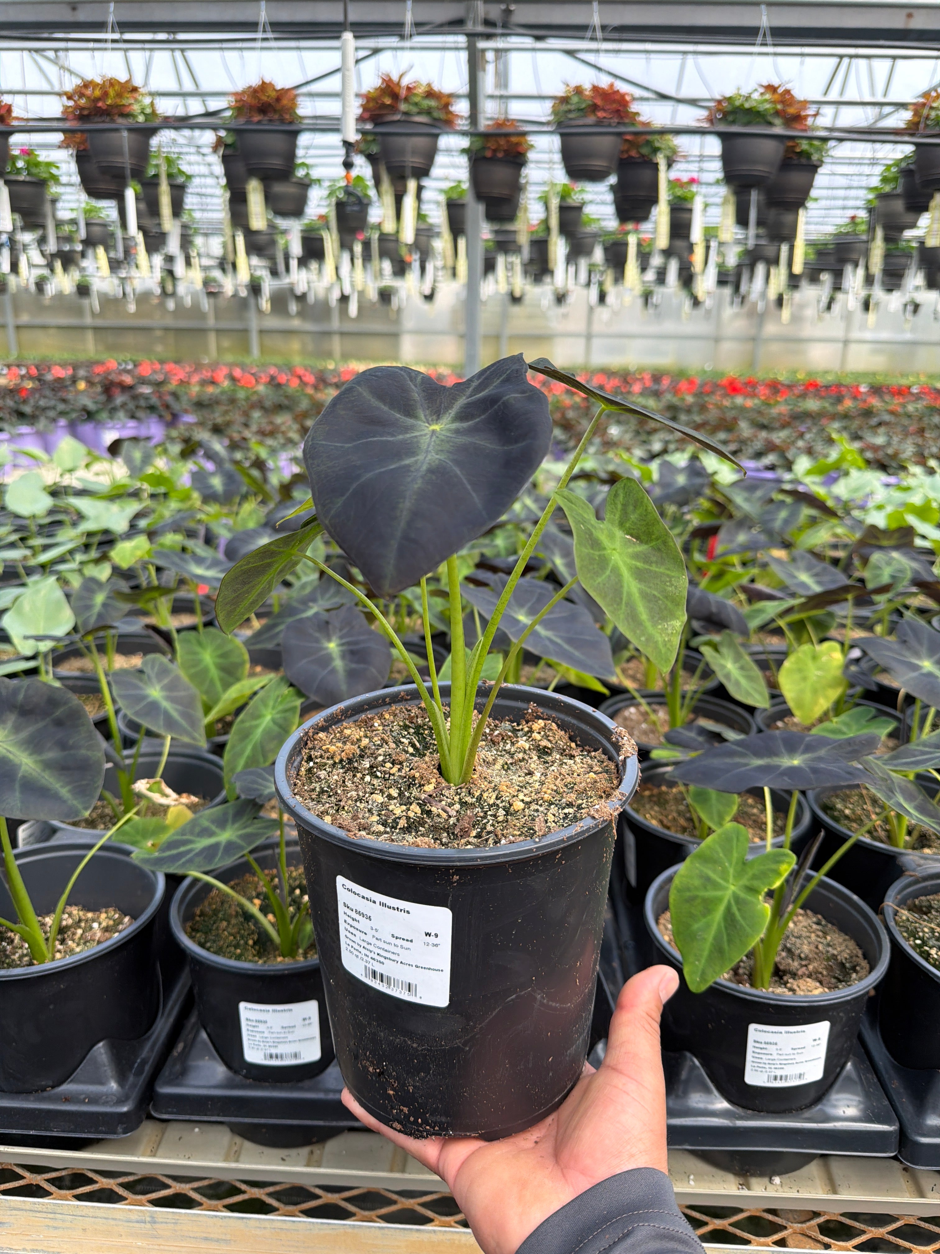 Colocasia Illustris