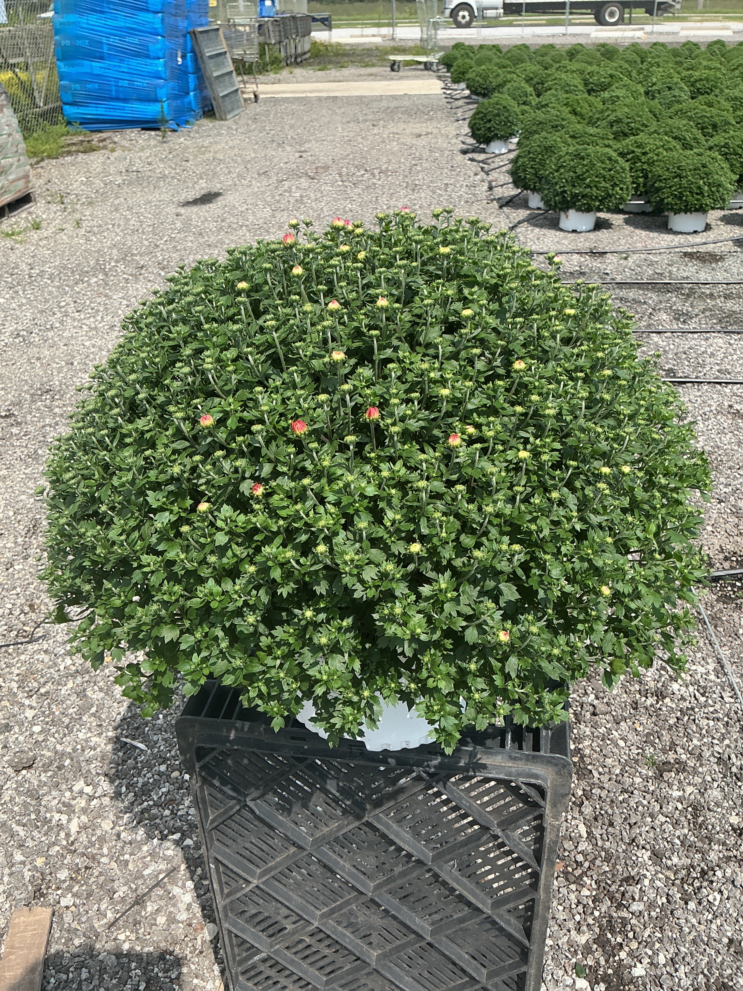 Jacqueline Tricolor (Mix 3) - 10" Potted Garden Mum