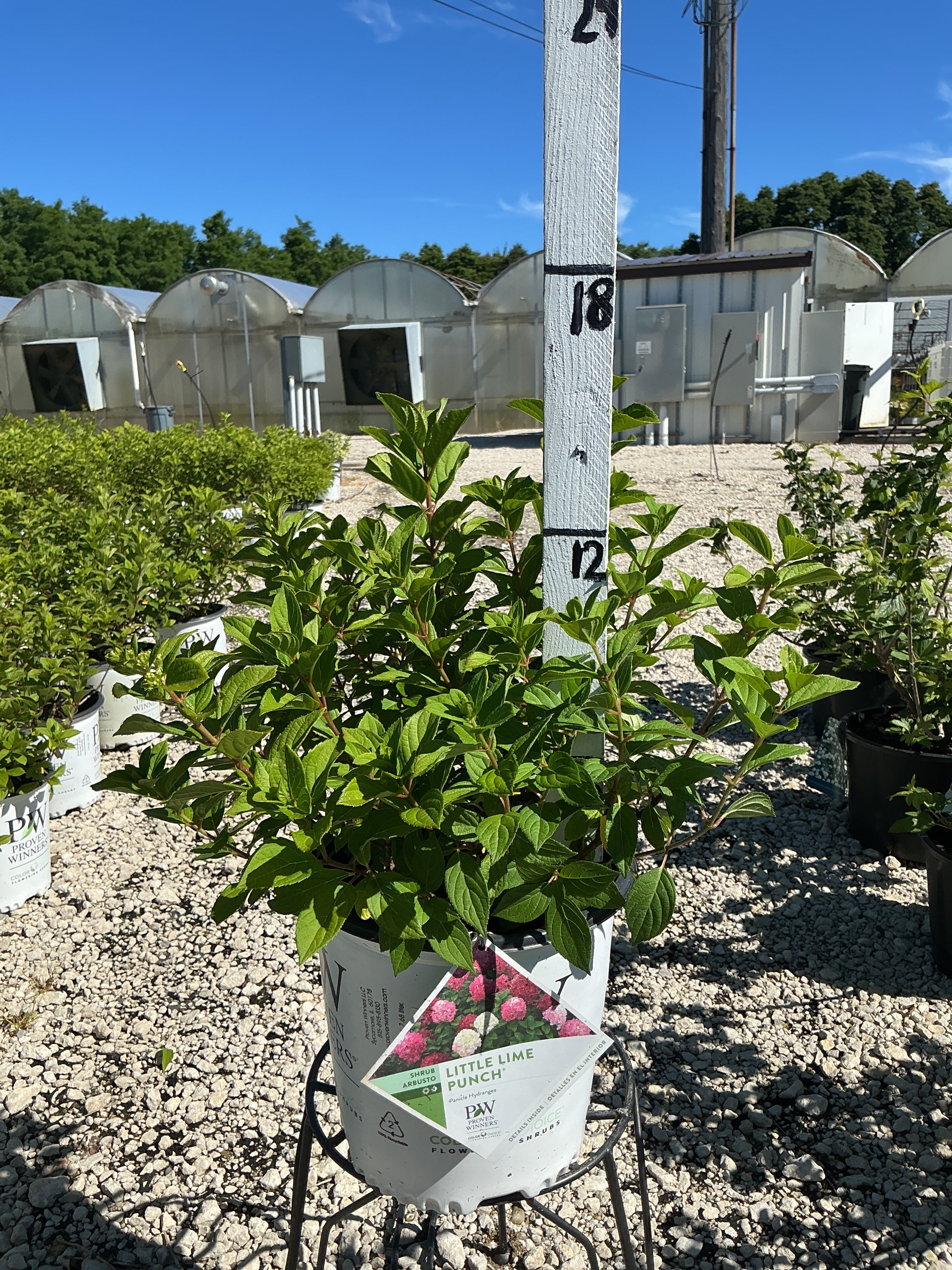 Hydrangea Little Lime Punch