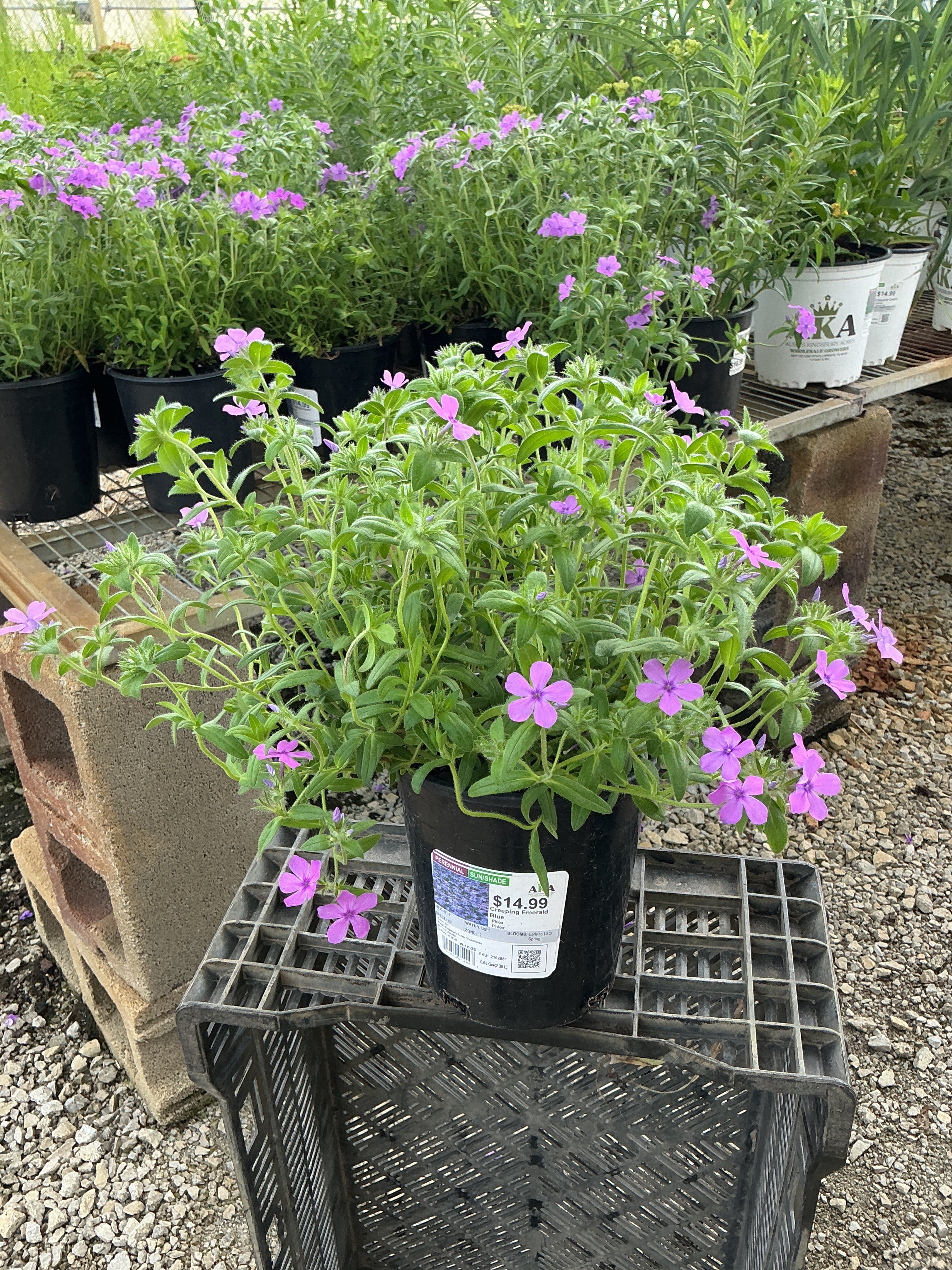 Phlox Creeping Phlox Creeping Emerald Blue - 6" Perennial
