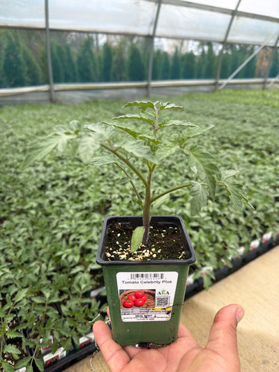 Tomato Celebrity Plus - 4" Potted Vegetable