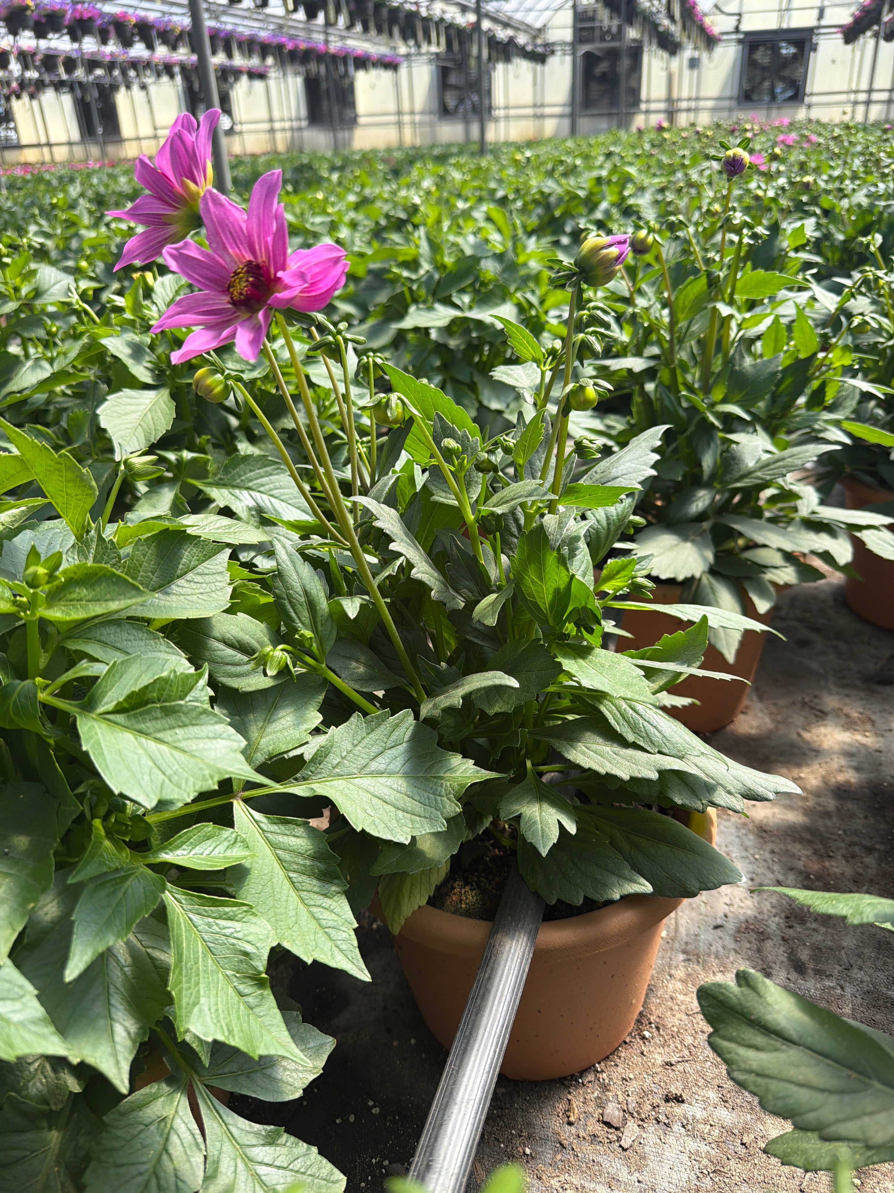 Dahlia Venti Pink Burst - 8" Planter