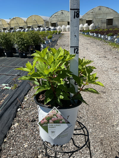 Hydrangea Fire Light Tidbit