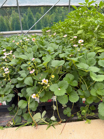 Strawberry Berries Galore Pink - 4" Potted Vegetable