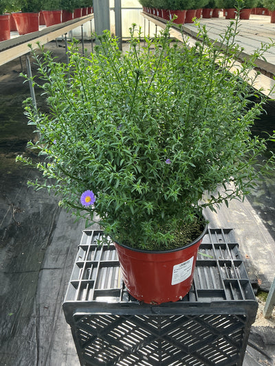 Days Blue Aster - 8" Fall Asters