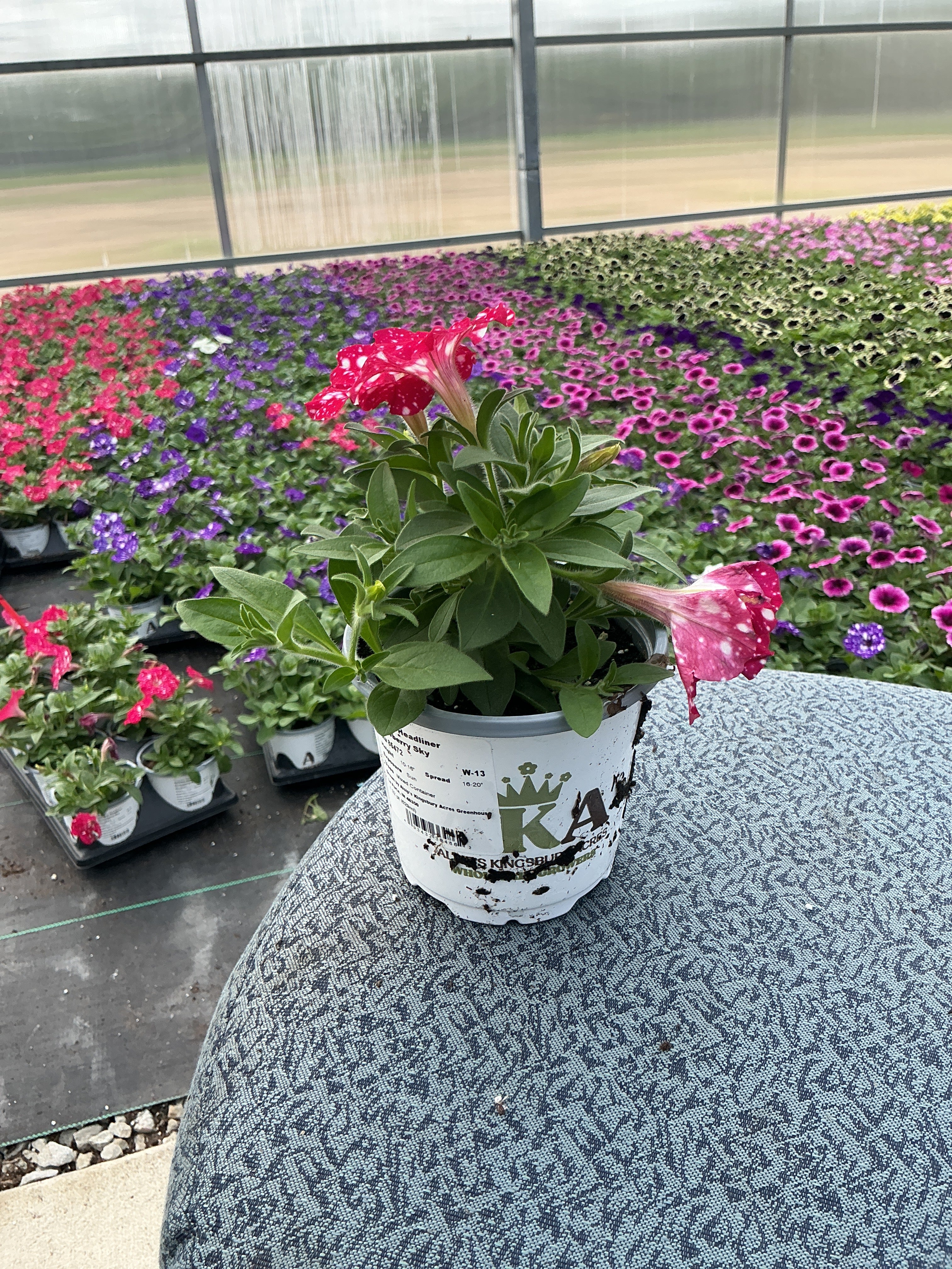 Petunia Headliner Strawberry Sky - 4.33" Premium Annual