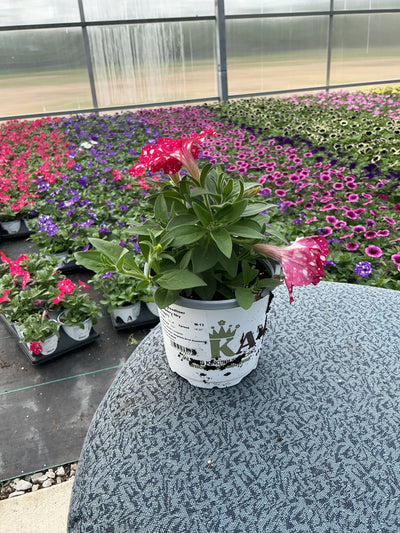 Petunia Headliner Strawberry Sky - 4.33" Premium Annual