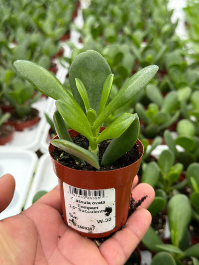 Crassula ovata Compact - 2.5" Succulent