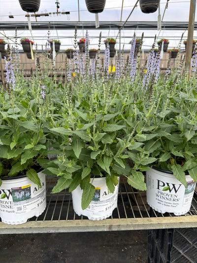 Salvia Sage Perfect Profusion
