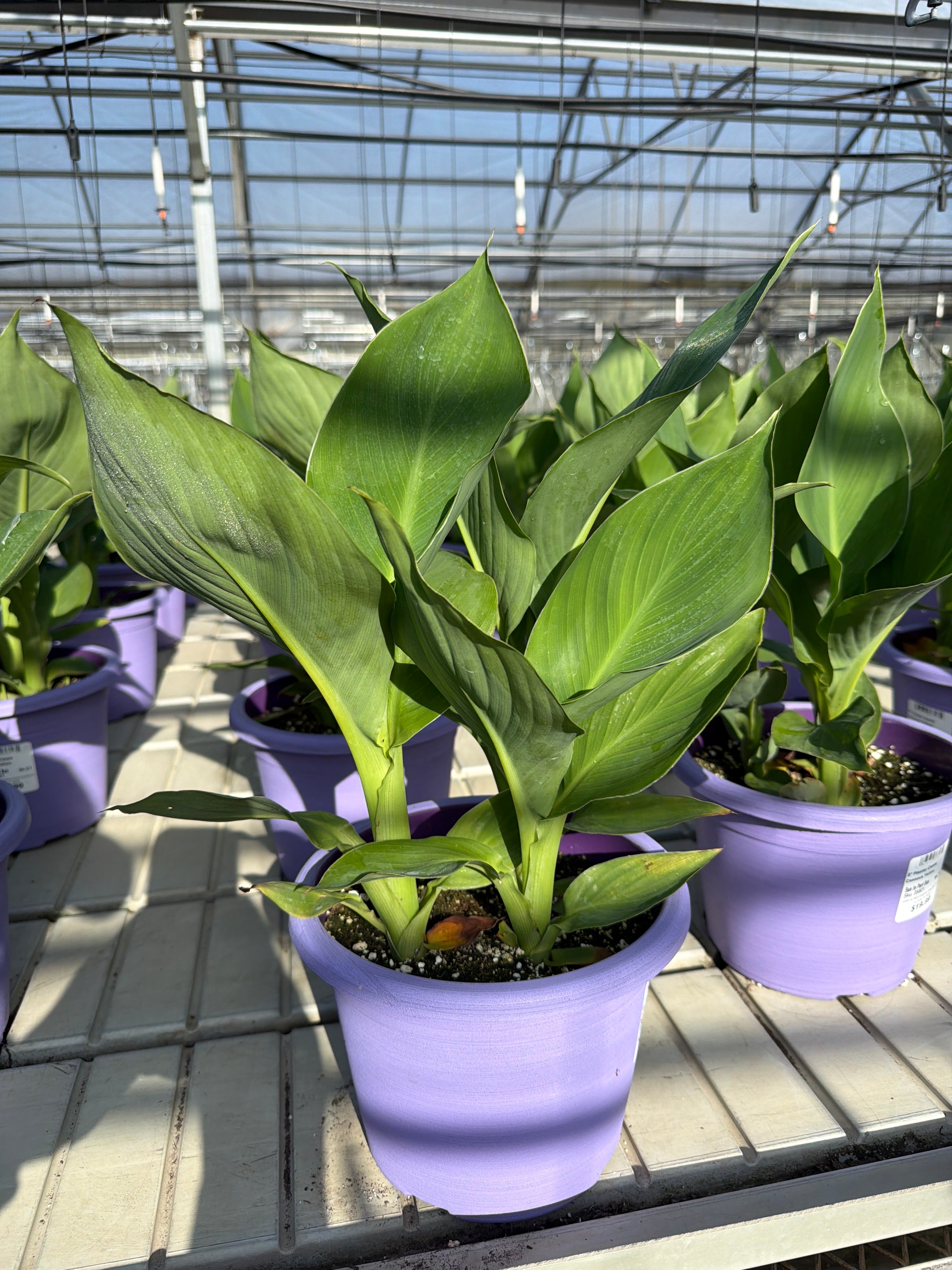 Canna Cannova Yellow - 8" Planter