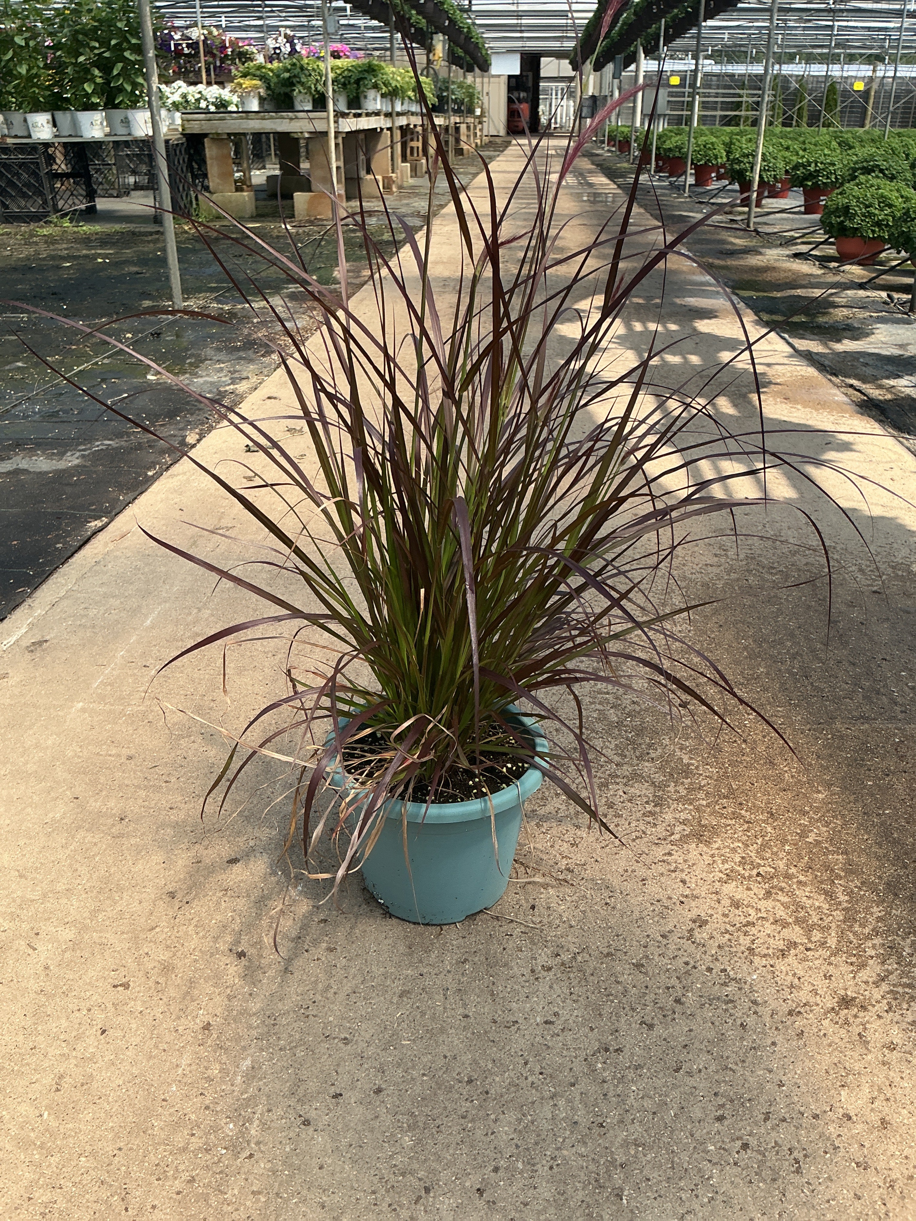 Rubrum Grass (Pennisetum Seta) - 8" Annual Ornamental Grass