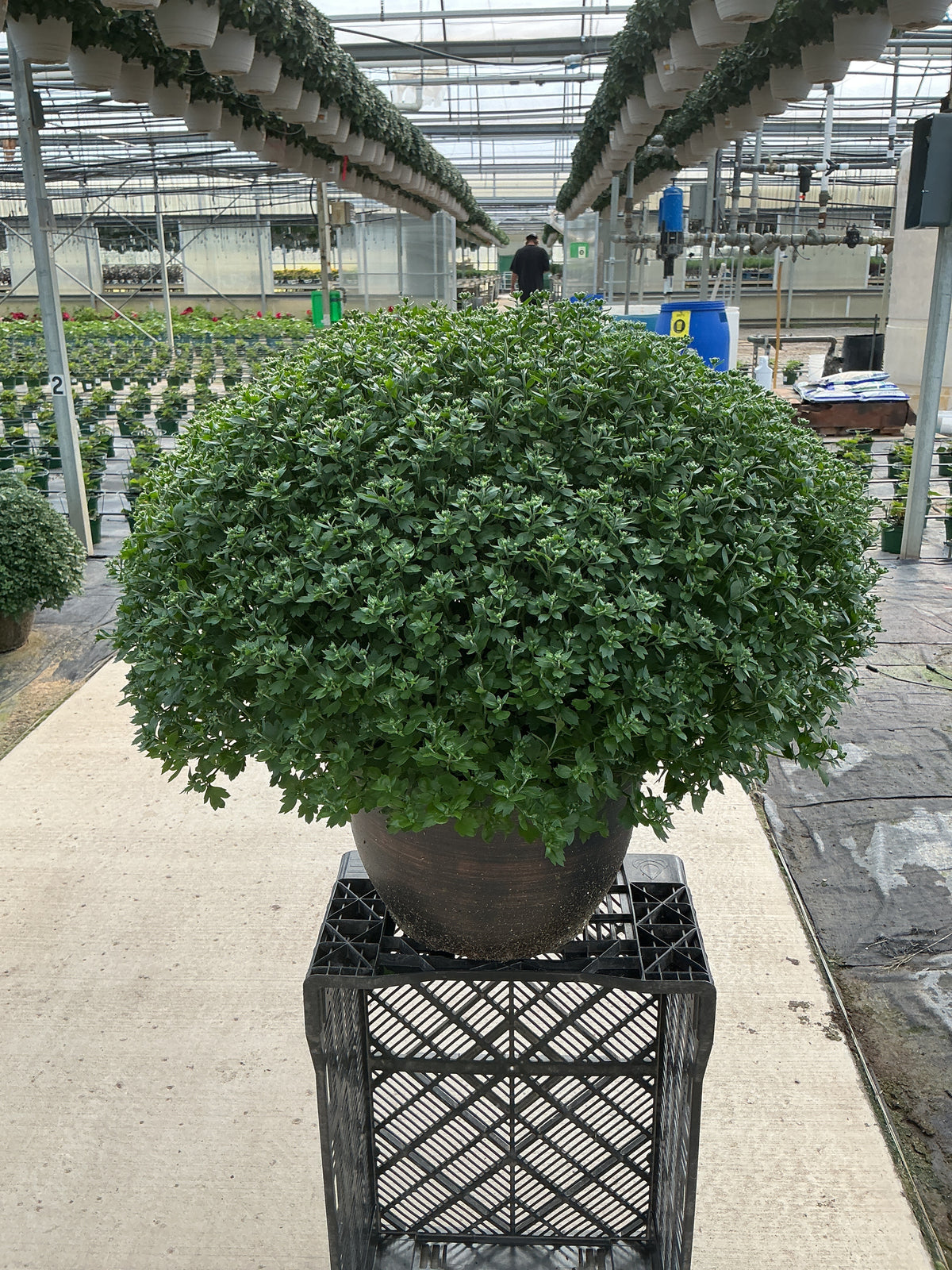 Jacqueline Tricolor (Mix 1) - 14" Deco Pot Garden Mum