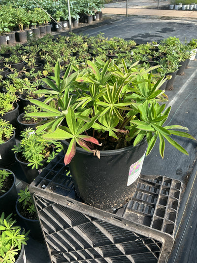 Lupinus Lupine Westcountry Masterpiece