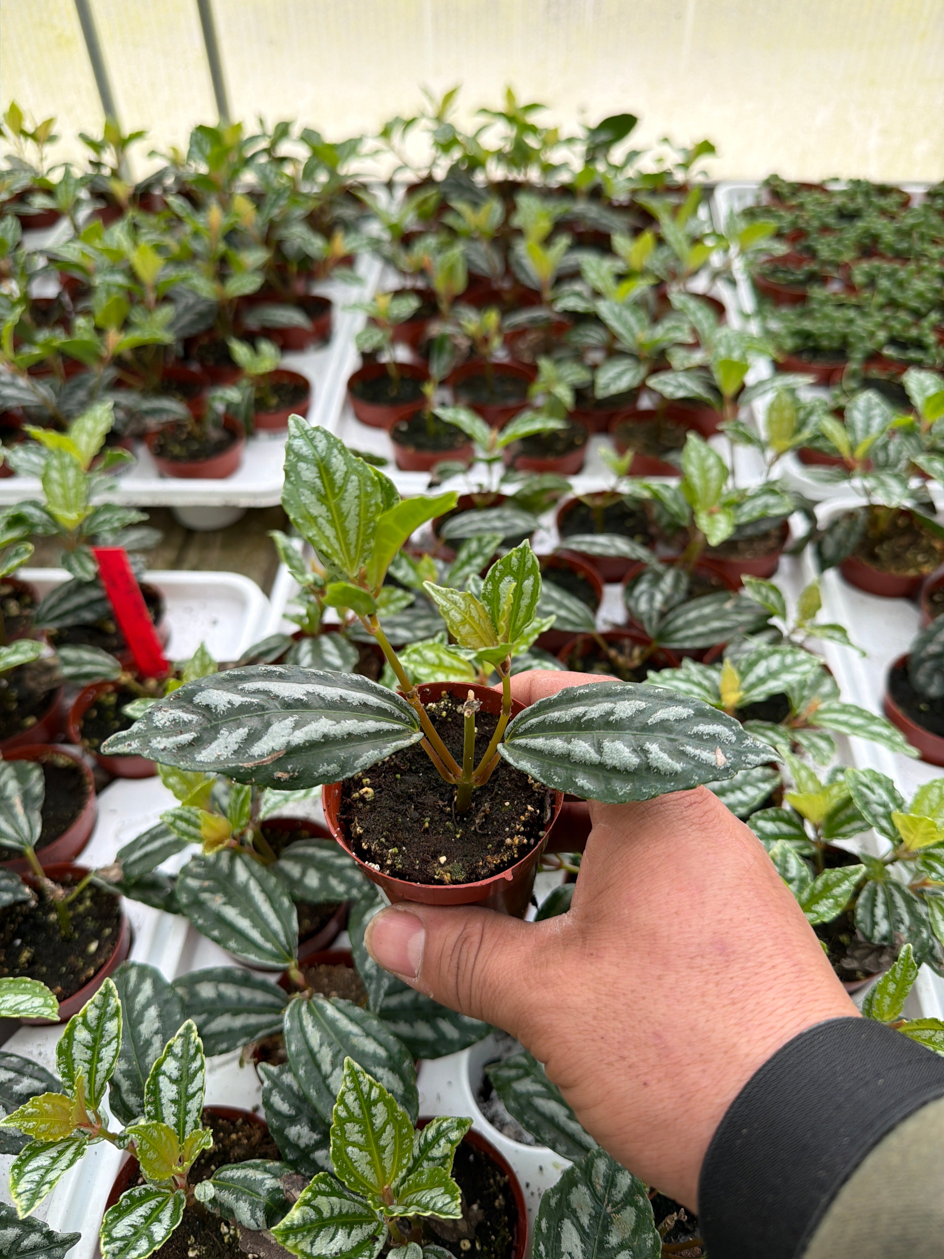 Pilea cadierei Aluminum - 2.5" Succulent