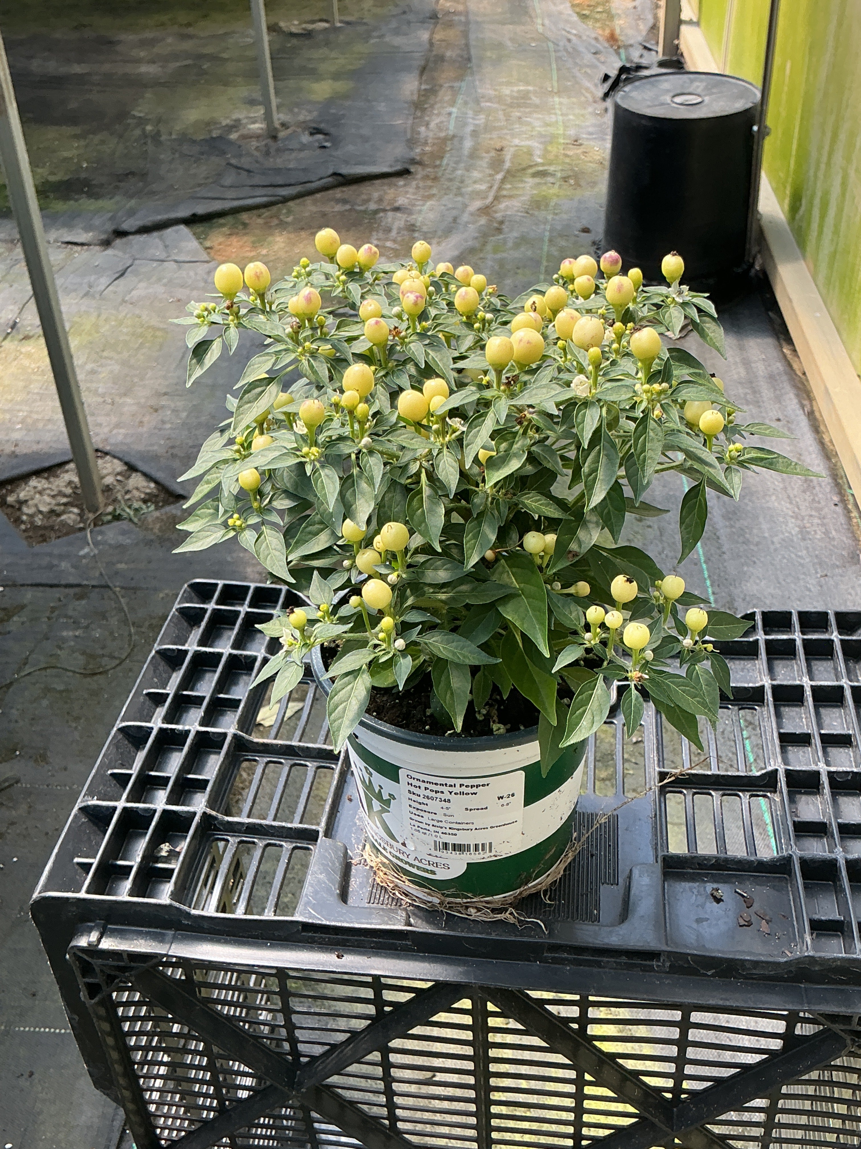Hot Pops Yellow Ornamental Pepper - 5" Fall Annuals