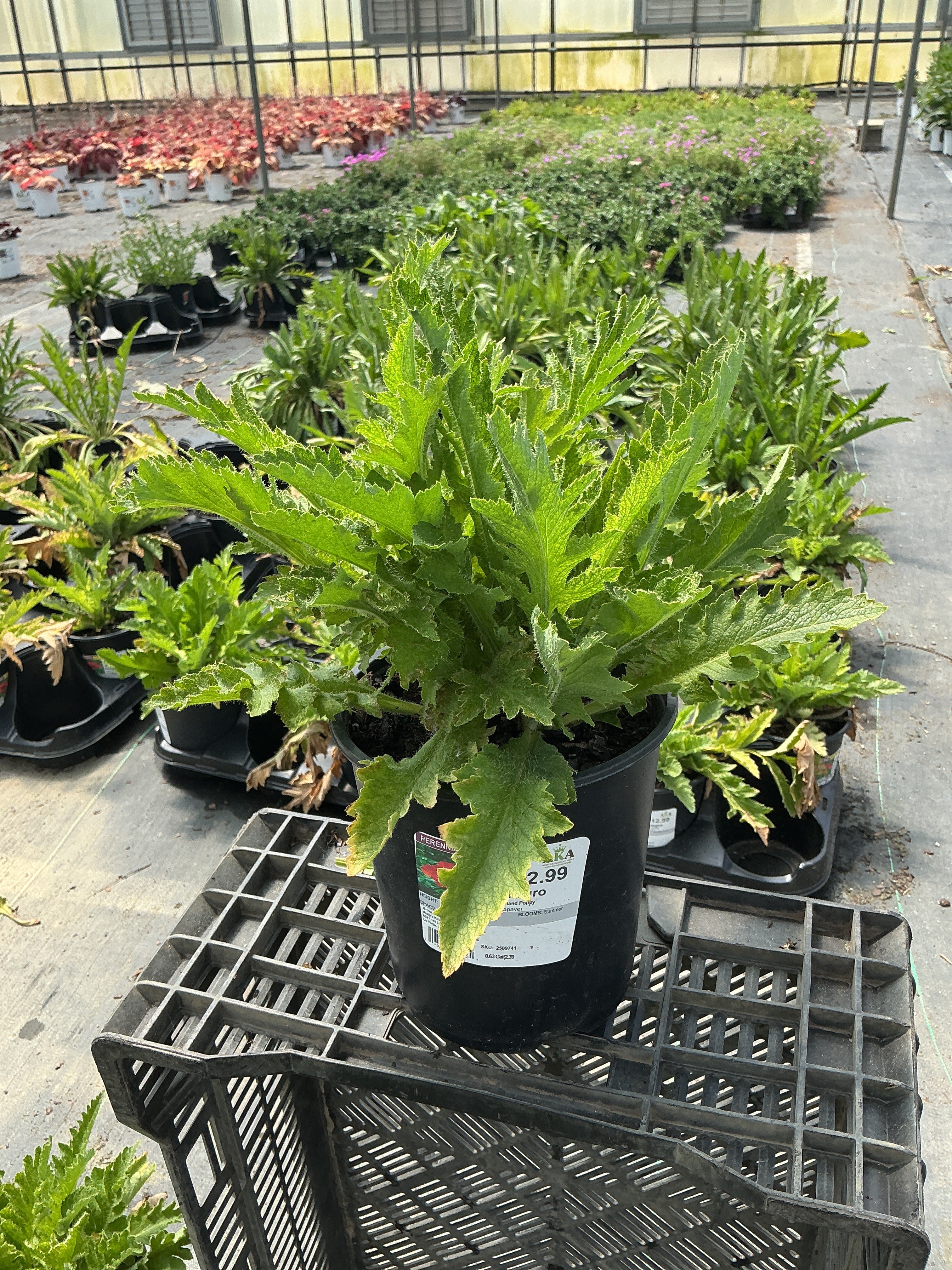 Papaver Iceland Poppy Allegro - 6" Perennial
