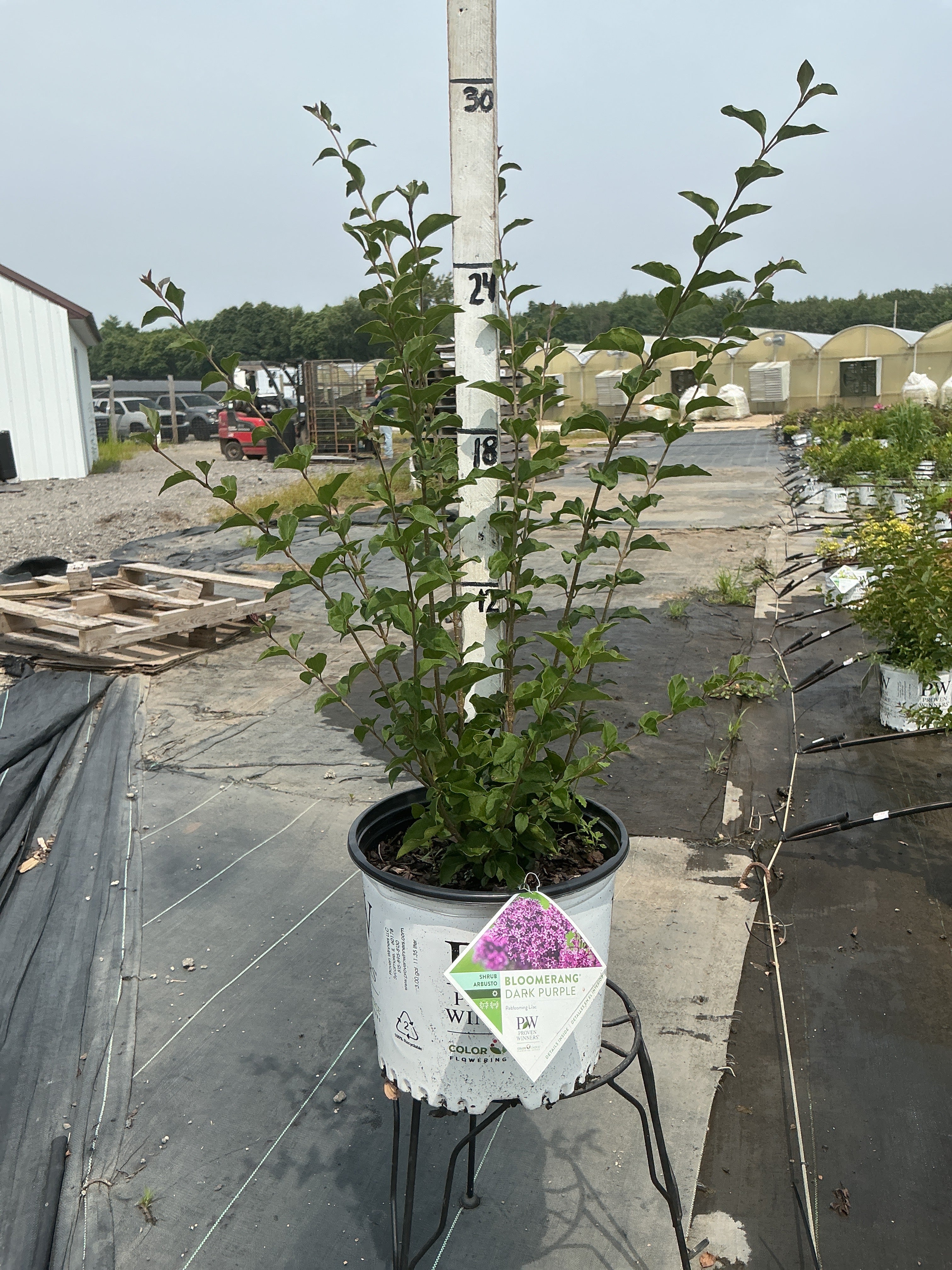 Syringa Bloomerang Dark Purple