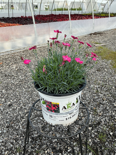 Dianthus Pinks Paint The Town Magenta - 6" Perennial