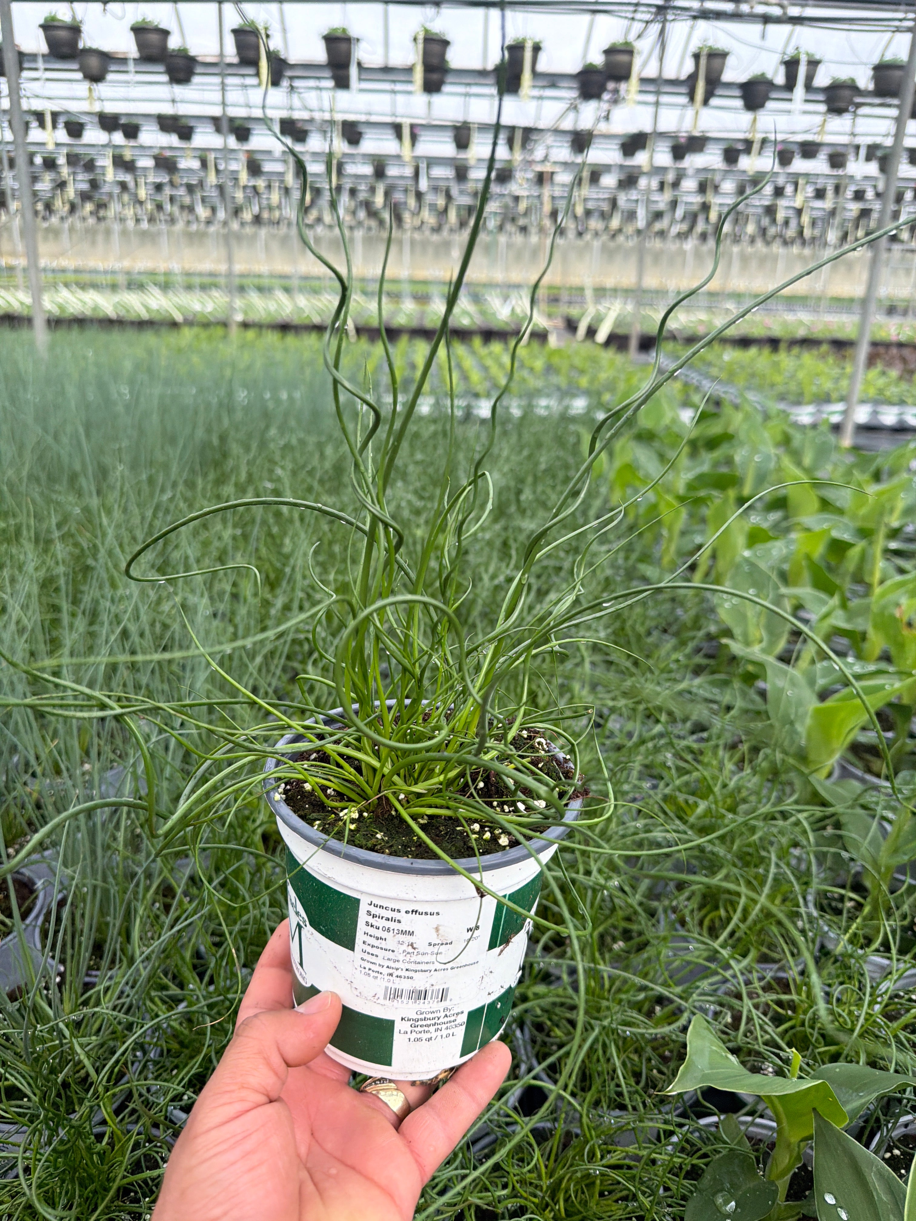 Juncus effusus Spiralis - 5" Premium Thriller Annual