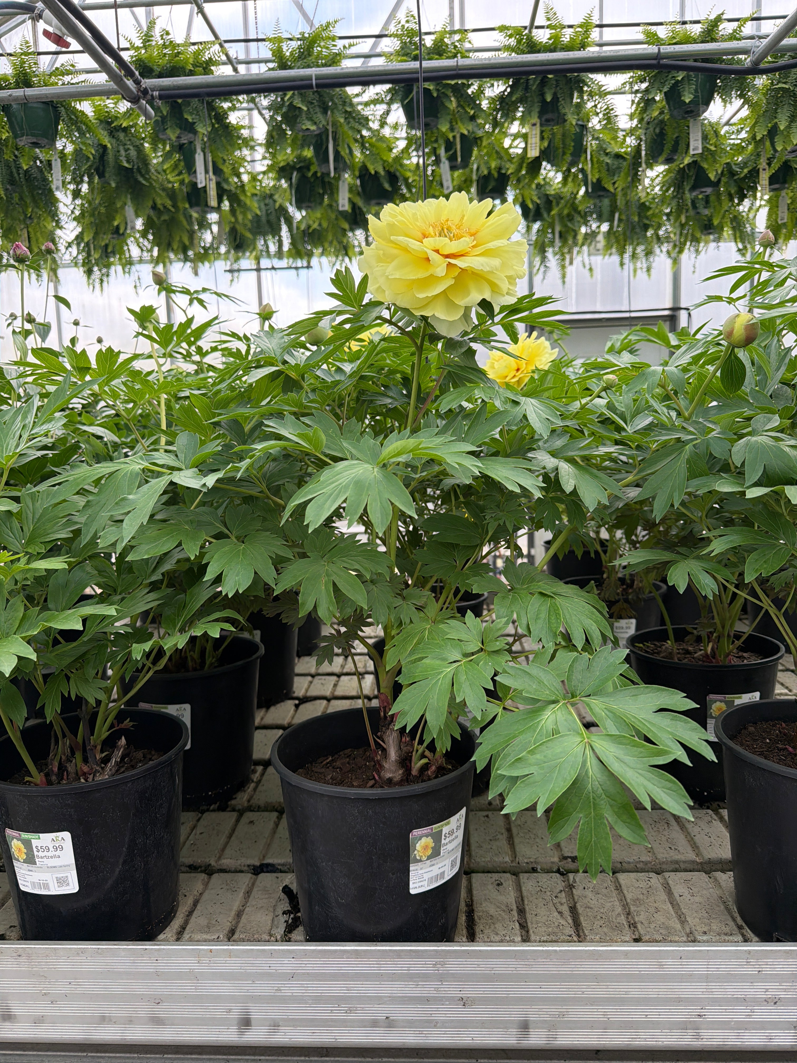 Paeonia Peony Bartzella