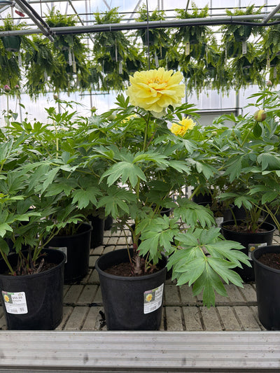 Paeonia Peony Bartzella