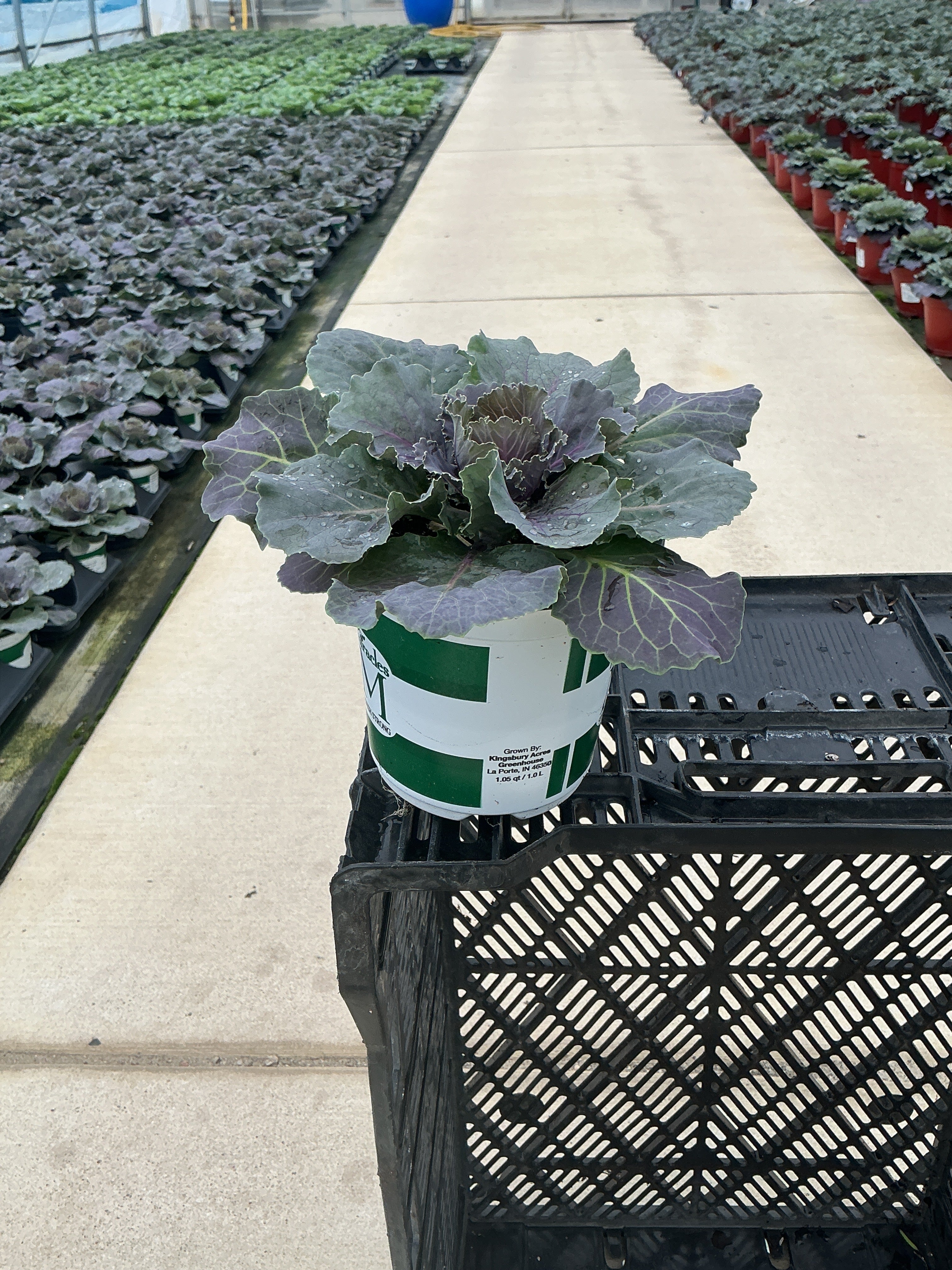 Songbird Red Ornamental Kale - 5" Fall Annuals
