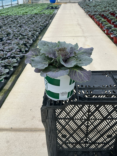 Songbird Red Ornamental Kale - 5" Fall Annuals