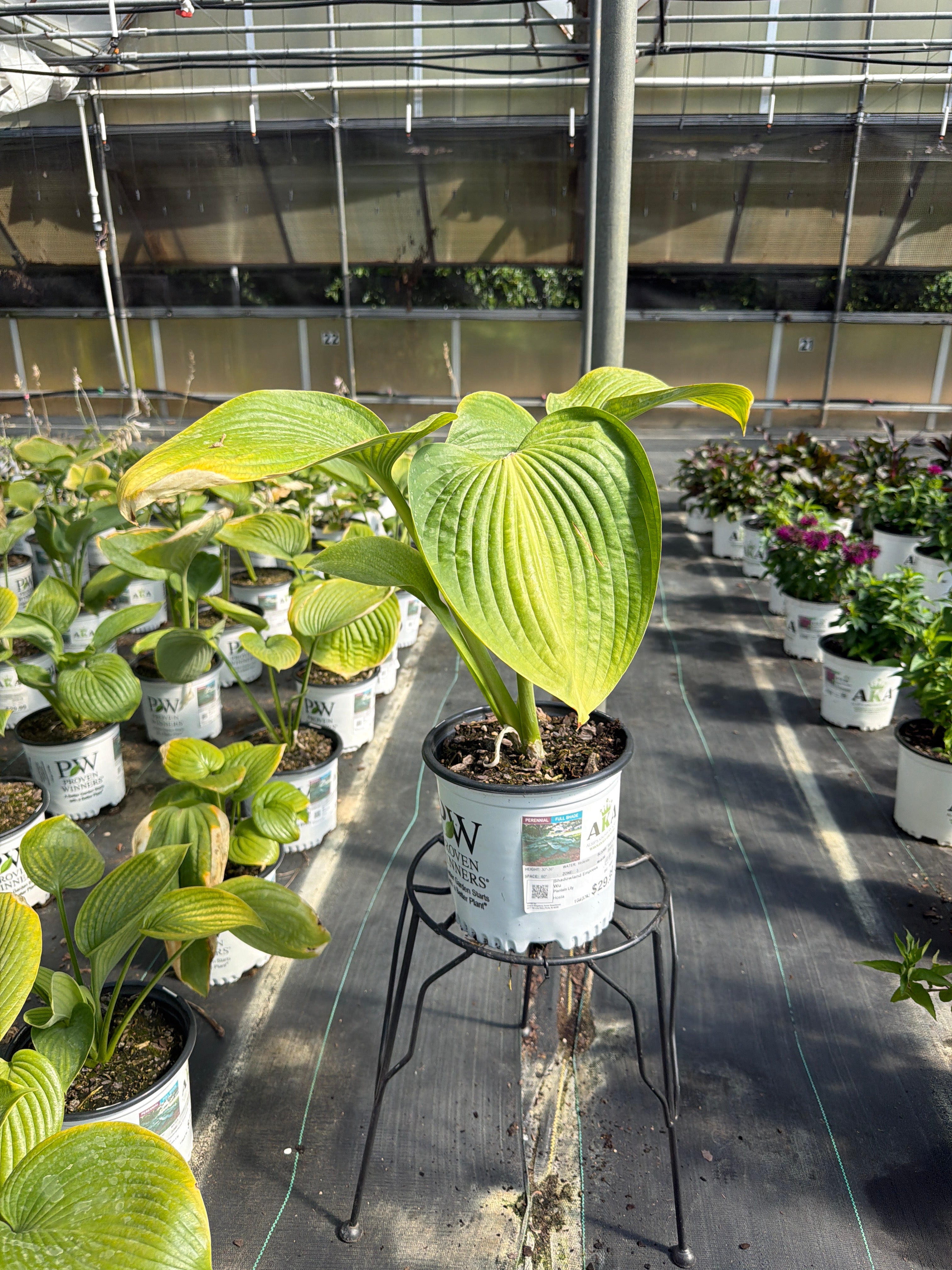 Hosta Plantain Lily Shadowland Empress Wu