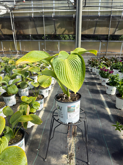 Hosta Plantain Lily Shadowland Empress Wu