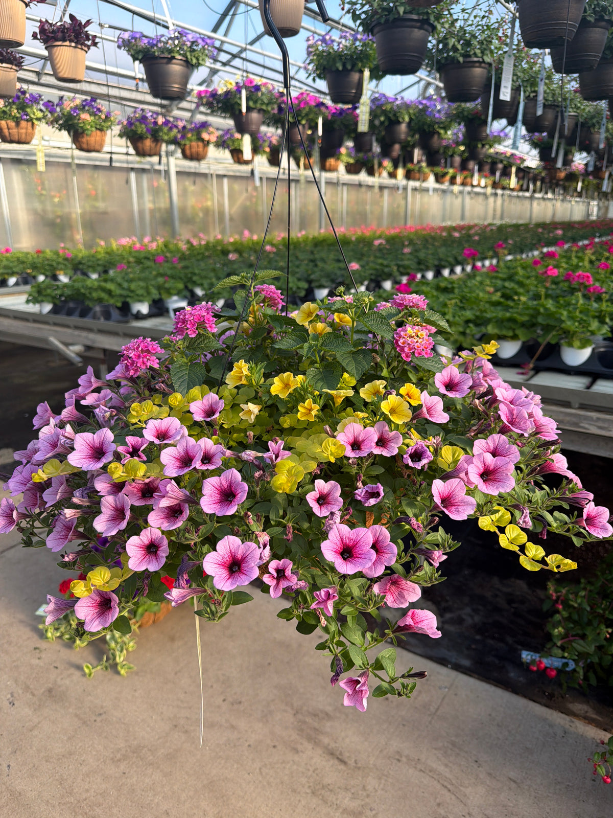 404 Honeycomb - 12" Coco Hanging Basket
