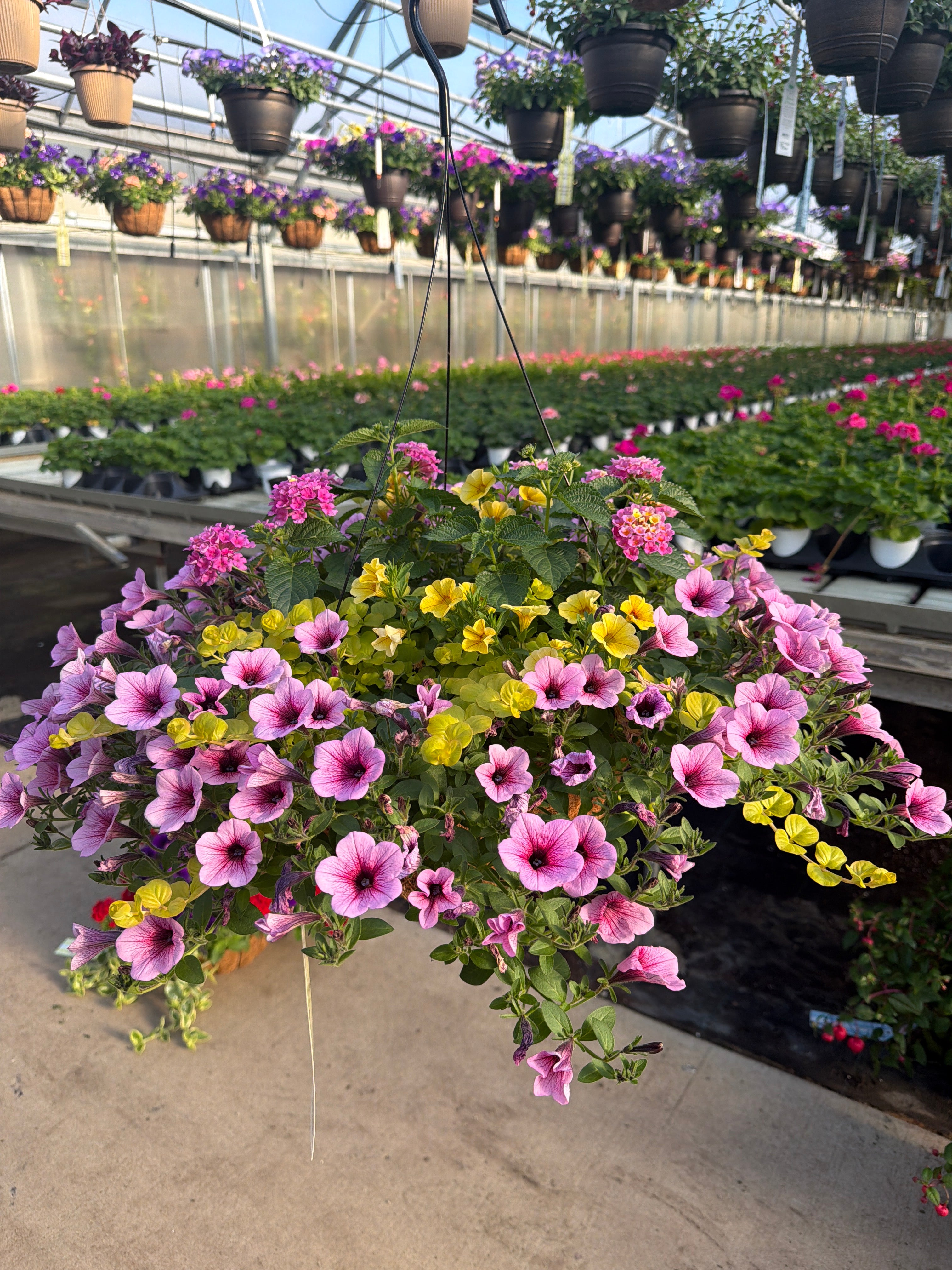 404 Honeycomb - 12" Coco Hanging Basket