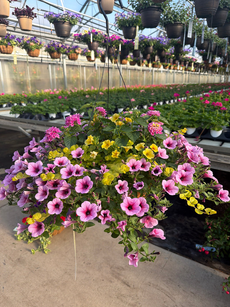 404 Honeycomb - 12" Coco Hanging Basket