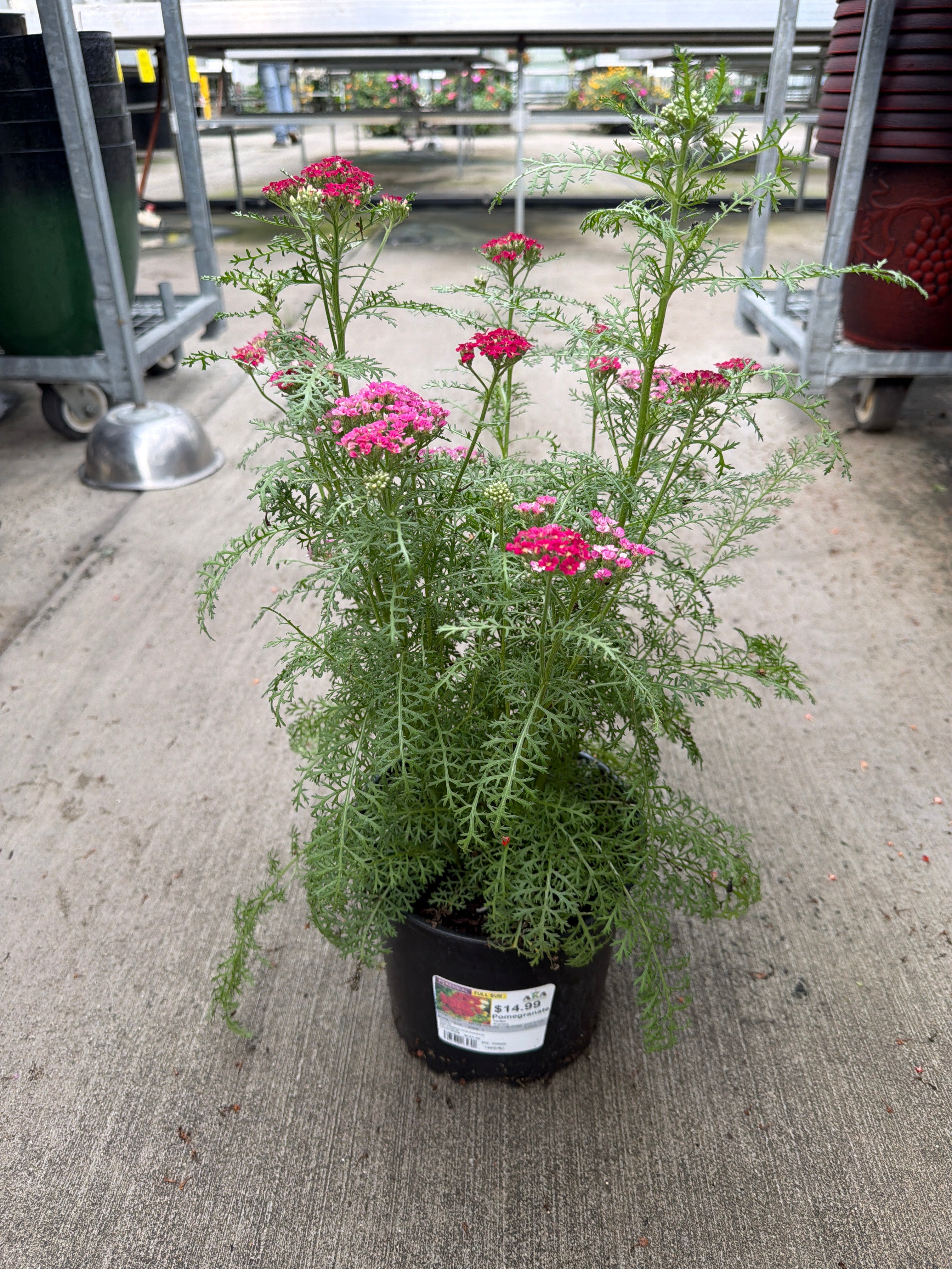 Achillea Yarrow Pomegranate