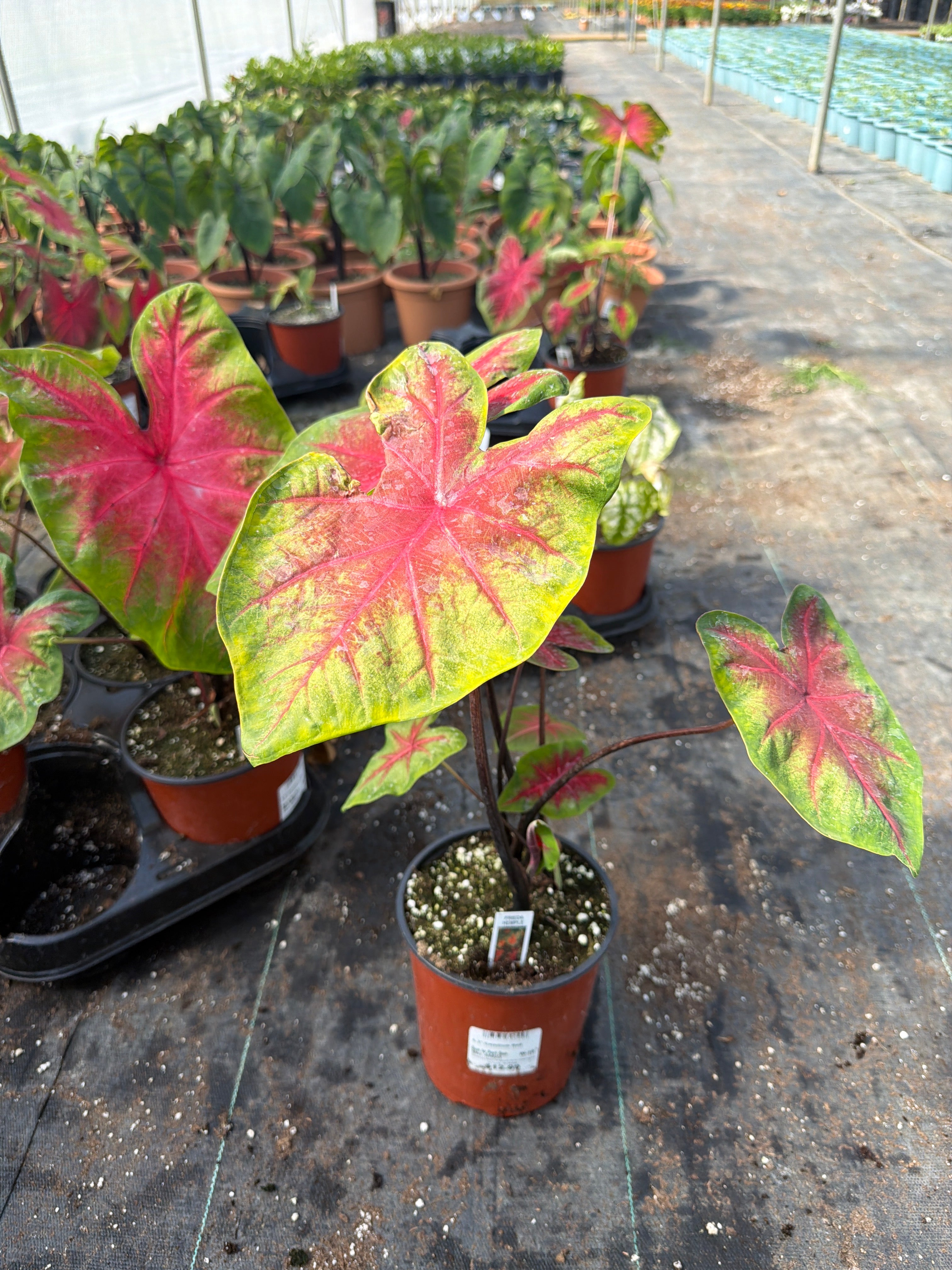 Caladium Red - 6.3" Premium Annual