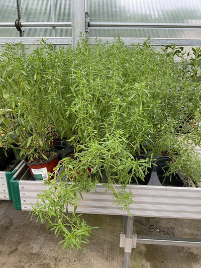 Savory Summer - 4.33" Potted Herb