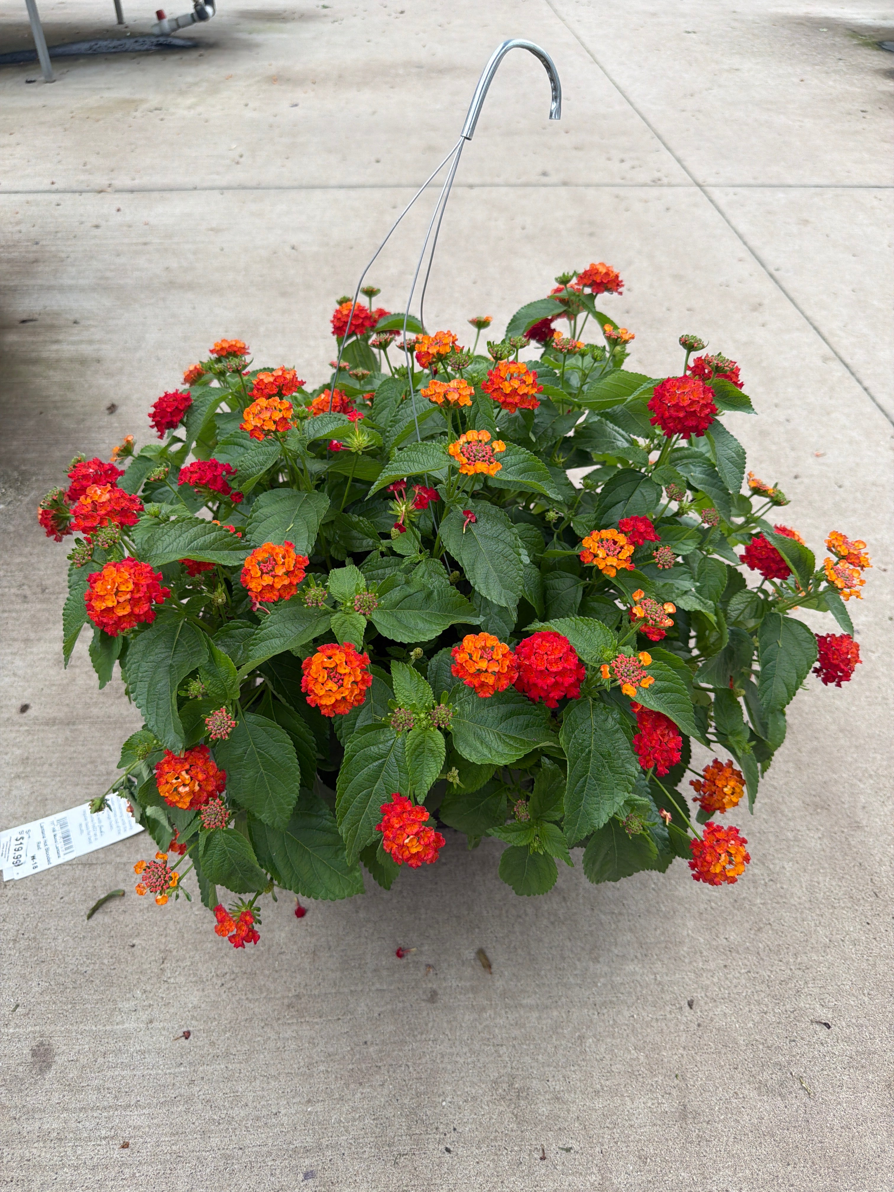 Lantana Hot Blooded Red - 11" Hanging Basket