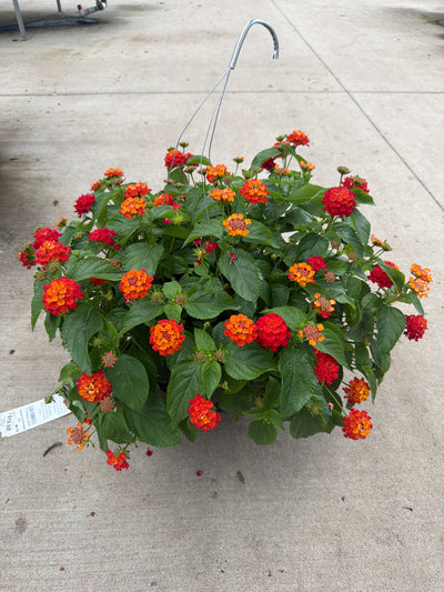 Lantana Hot Blooded Red - 11" Hanging Basket