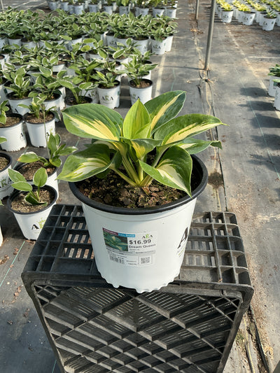 Hosta Plantain Lily Dream Queen